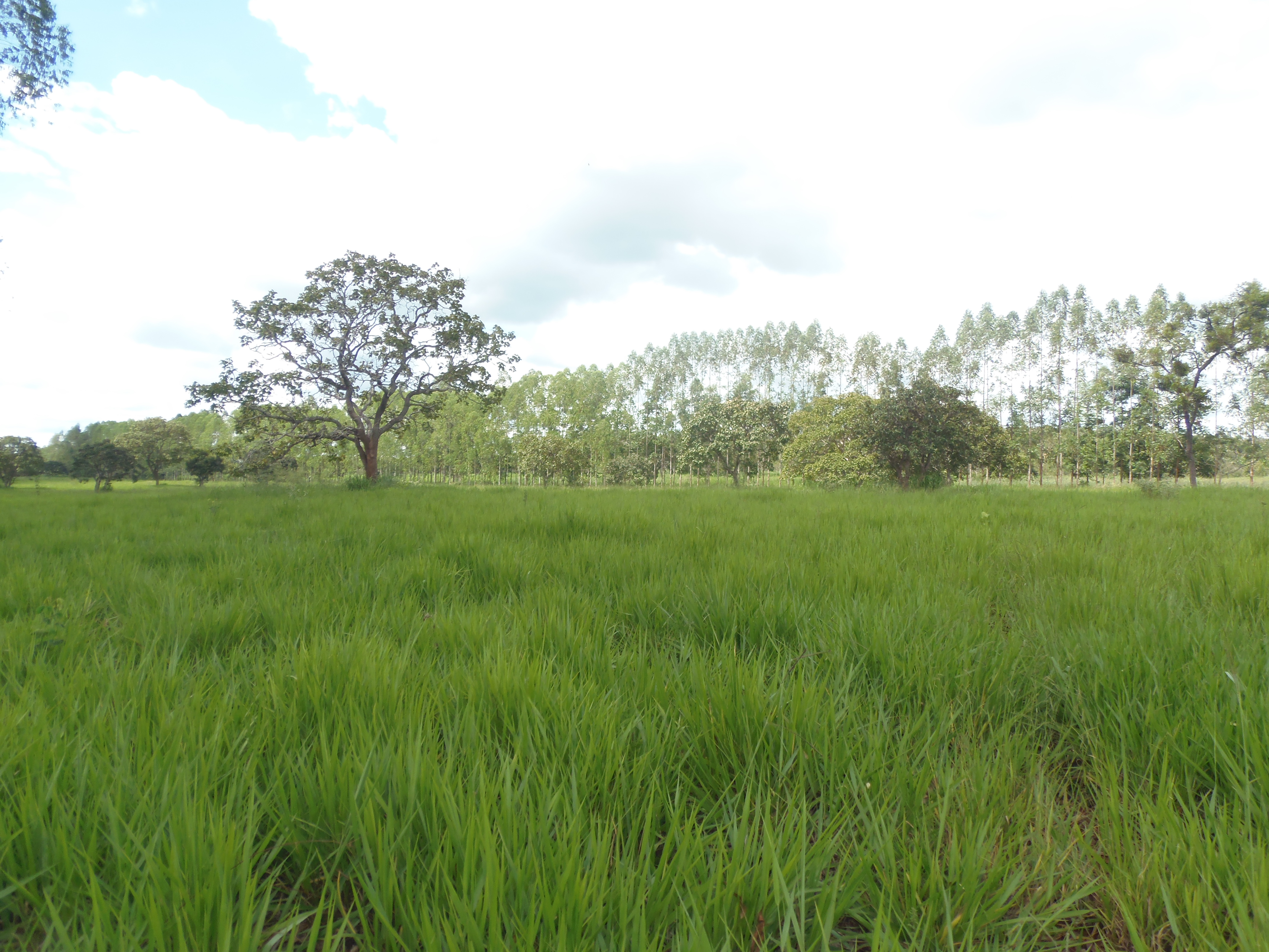 F-17 Fazenda 400 ha Martinho Campos