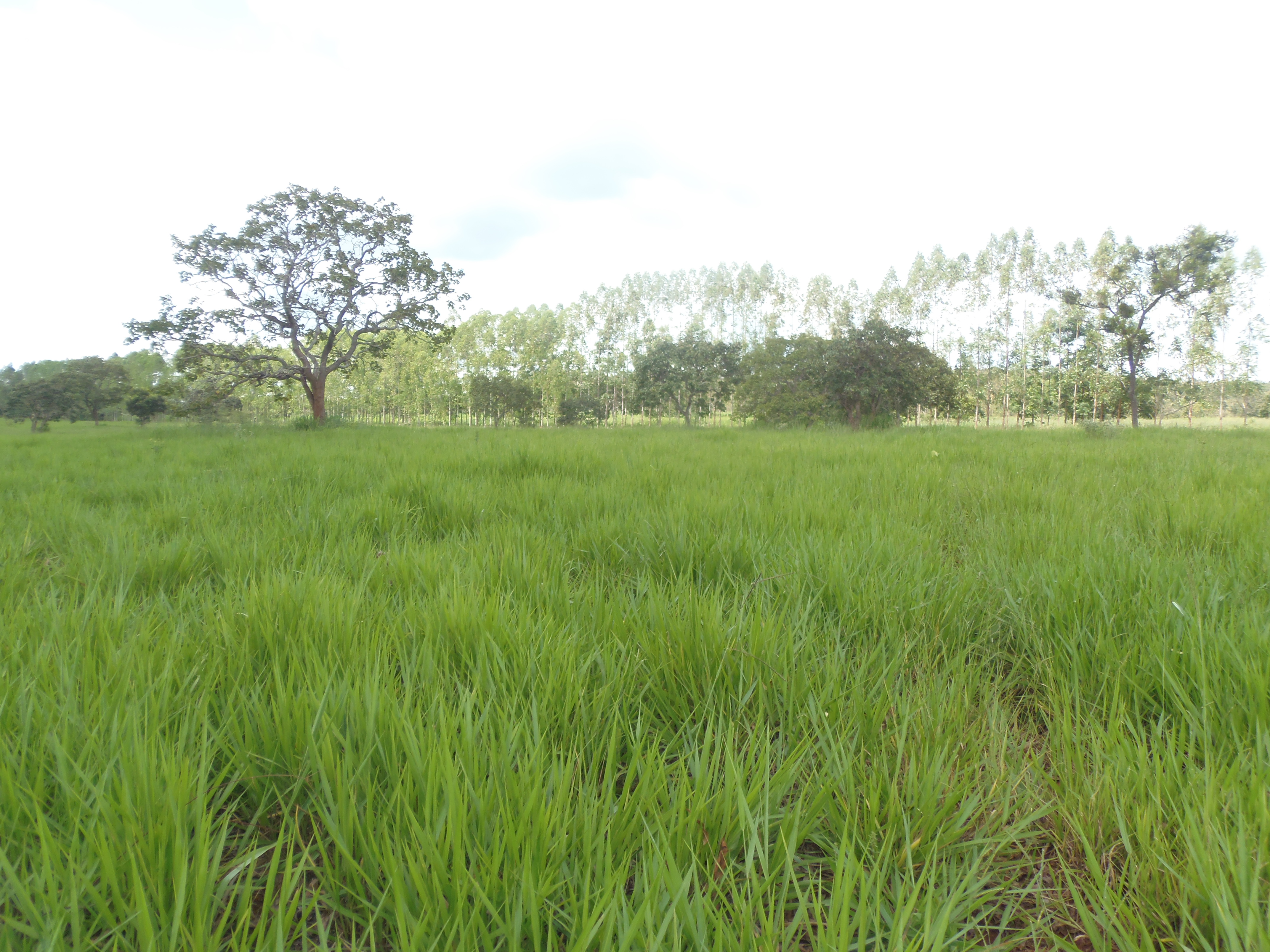 F-17 Fazenda 400 ha Martinho Campos