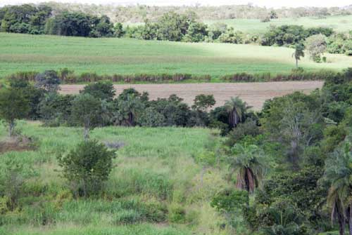 F-05 Fazenda 270 ha Paraopeba