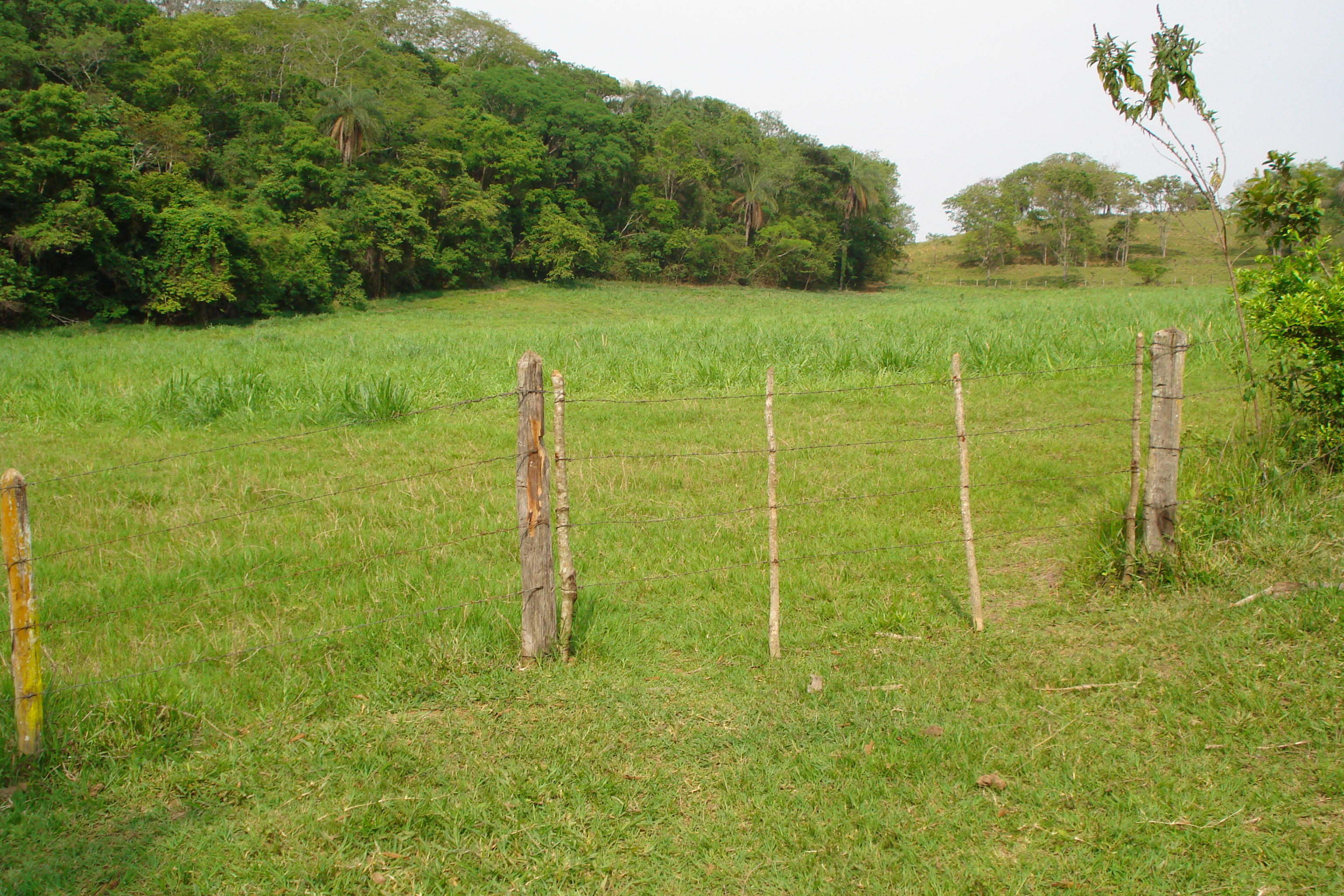 F- 41 Fazenda 250 ha Mocambeiro