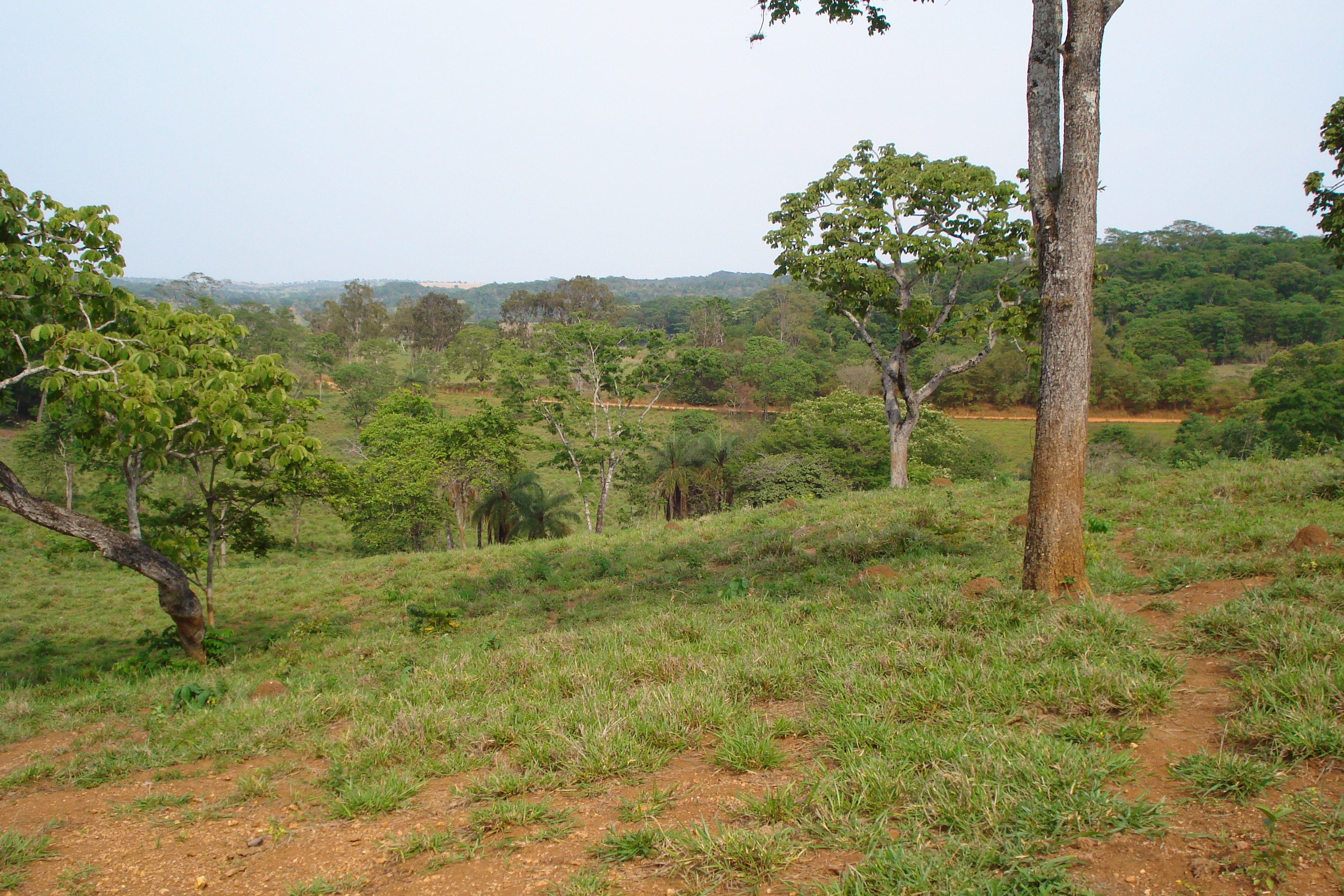 F- 41 Fazenda 250 ha Mocambeiro