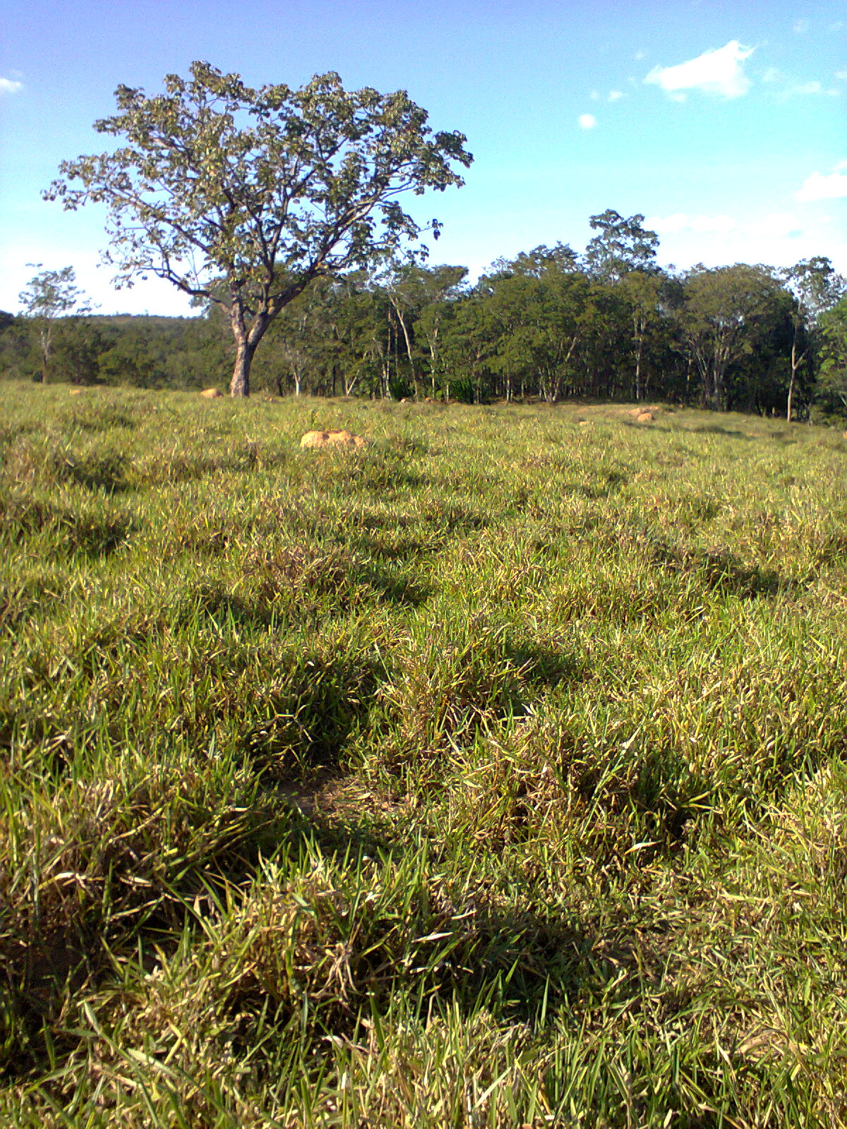 F-31 Fazenda 50 ha