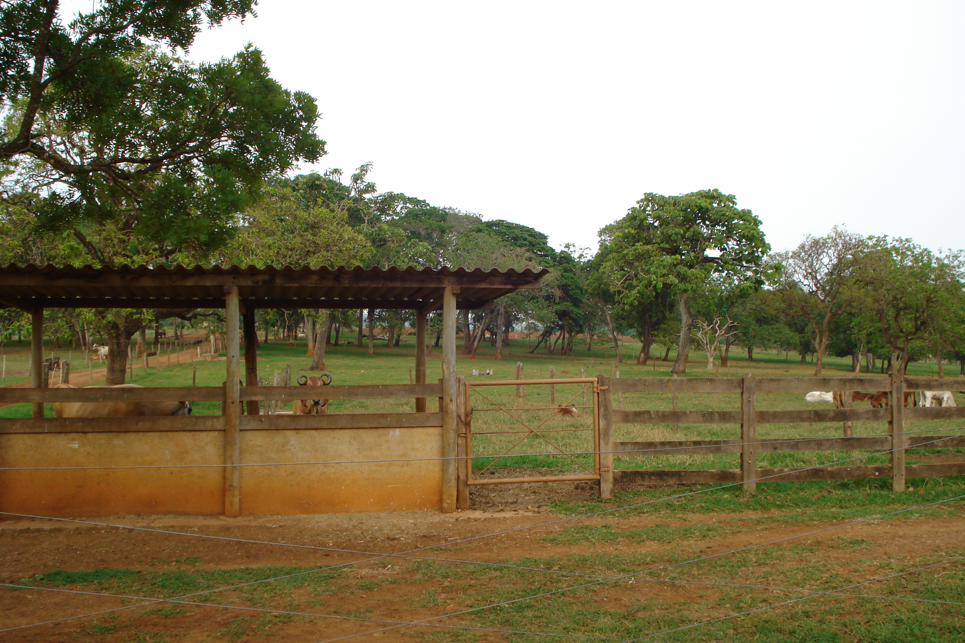 F- 41 Fazenda 250 ha Mocambeiro