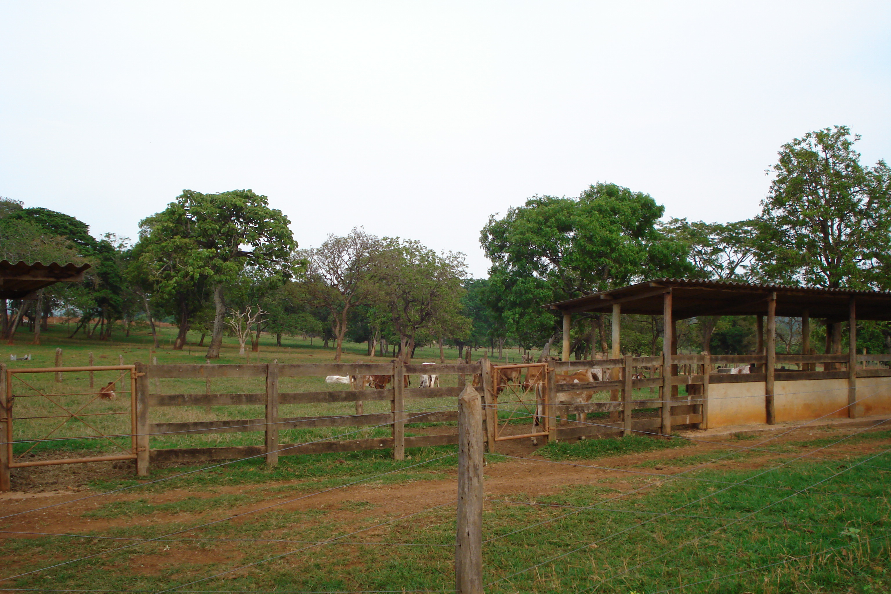 F- 41 Fazenda 250 ha Mocambeiro