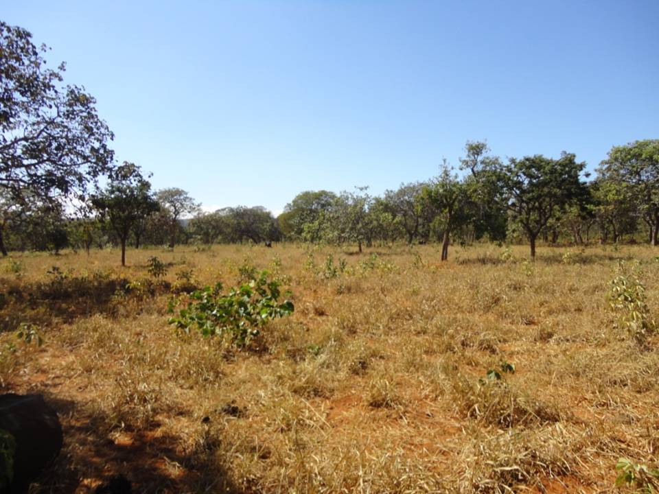 F-34 Fazenda 80 ha