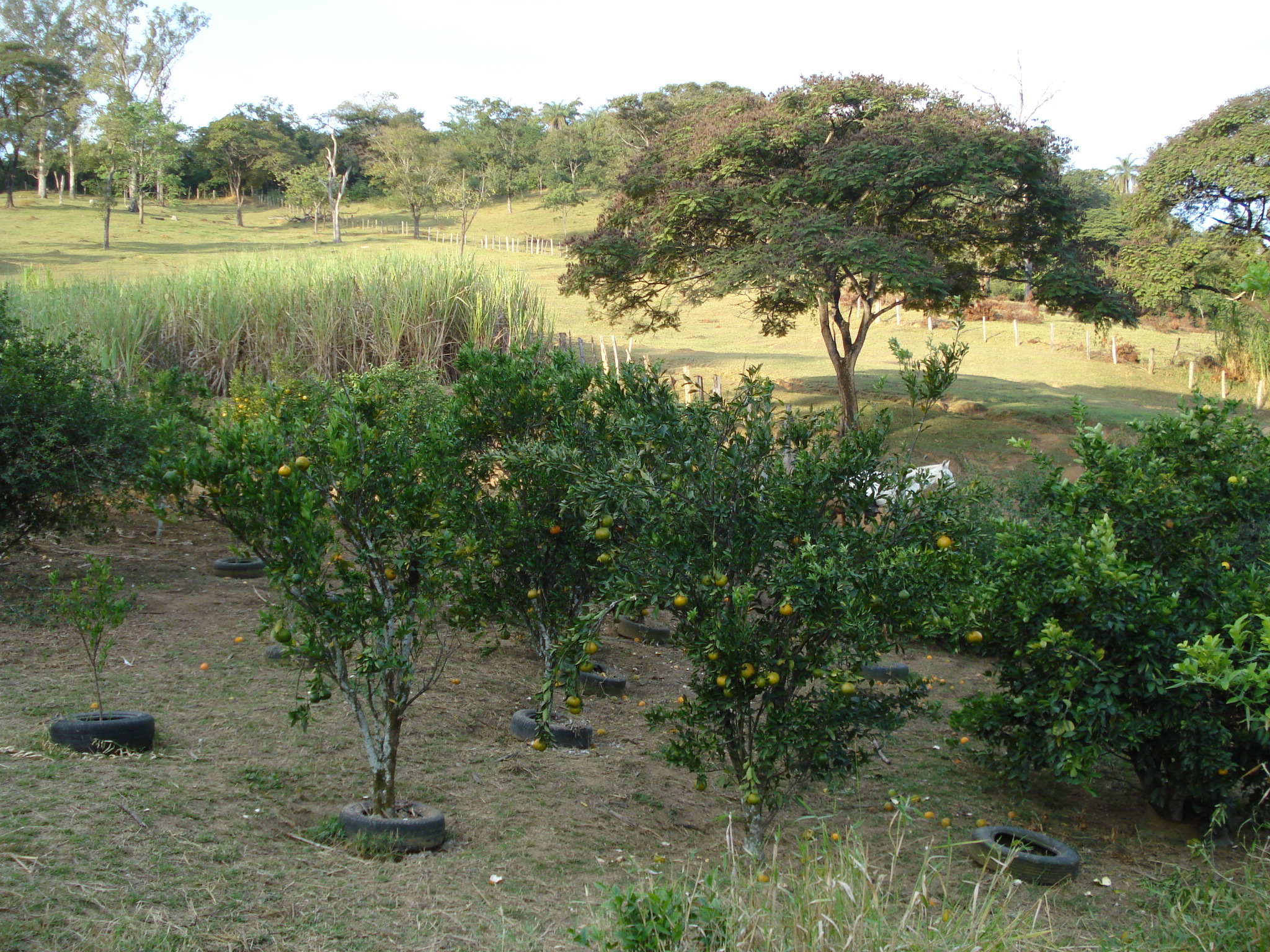 F-50 FAZENDA 11HA PEDRO LEOPOLDO