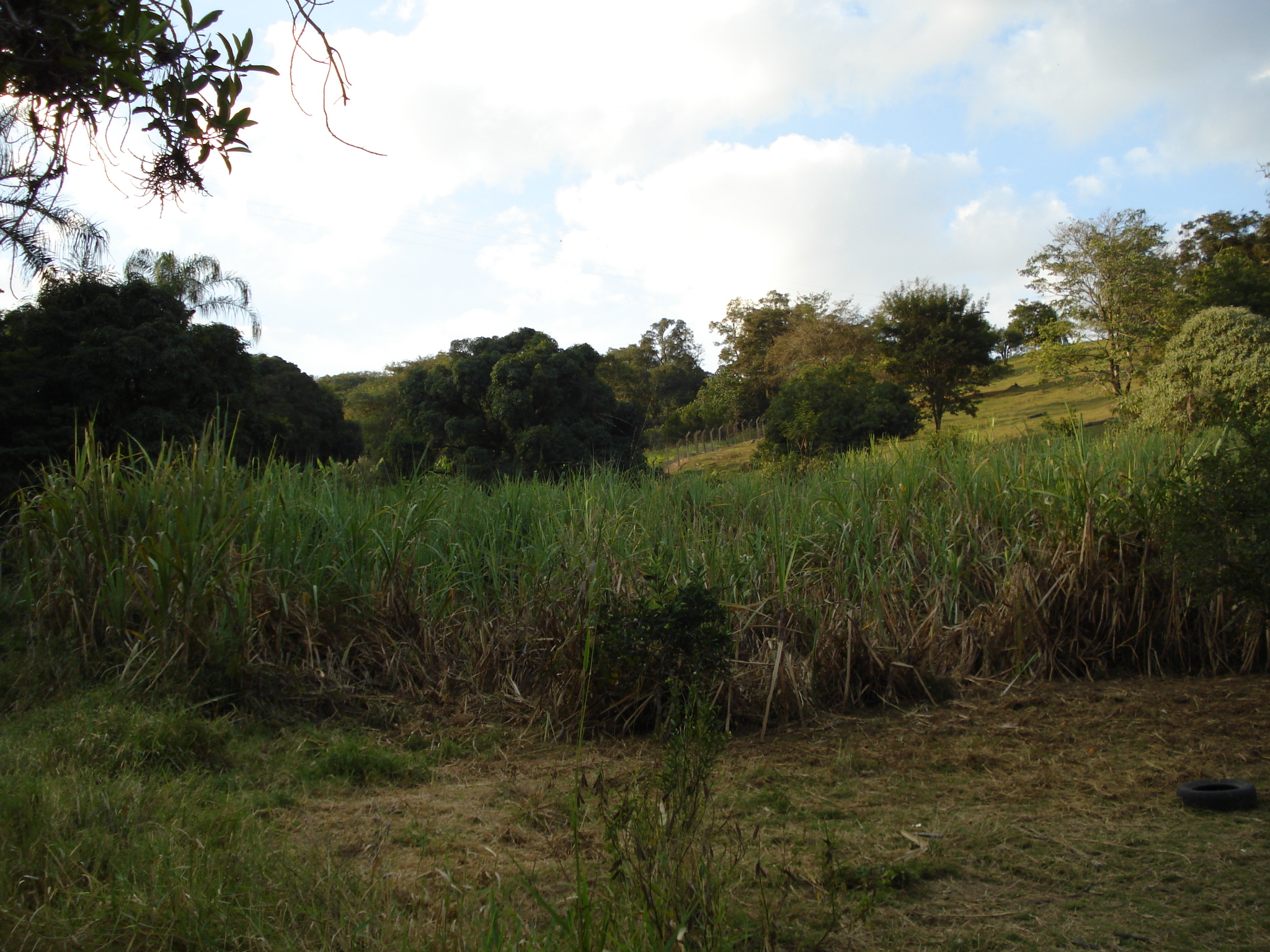 F-50 FAZENDA 11HA PEDRO LEOPOLDO