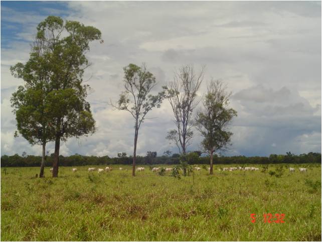 F – 53 FAZENDA 1.242HA CORINTO