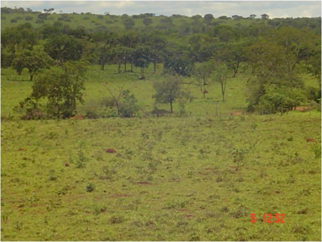 F – 53 FAZENDA 1.242HA CORINTO