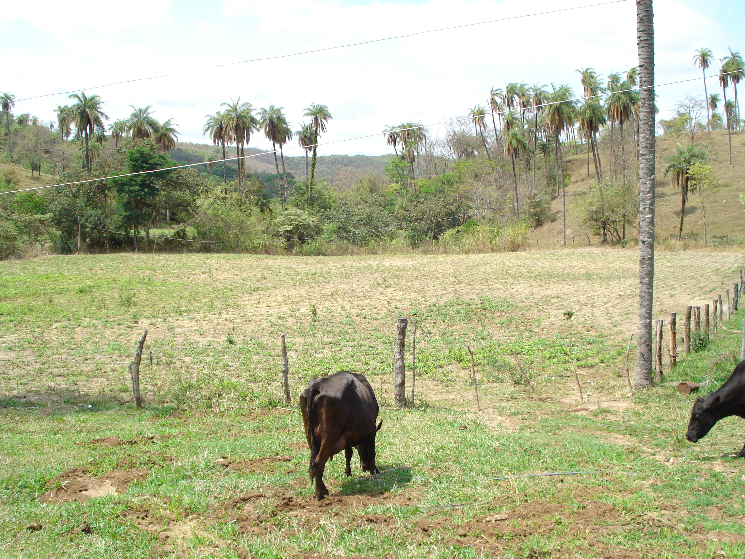 F – 54 FAZENDA 50HAC SETE LAGOAS – MG