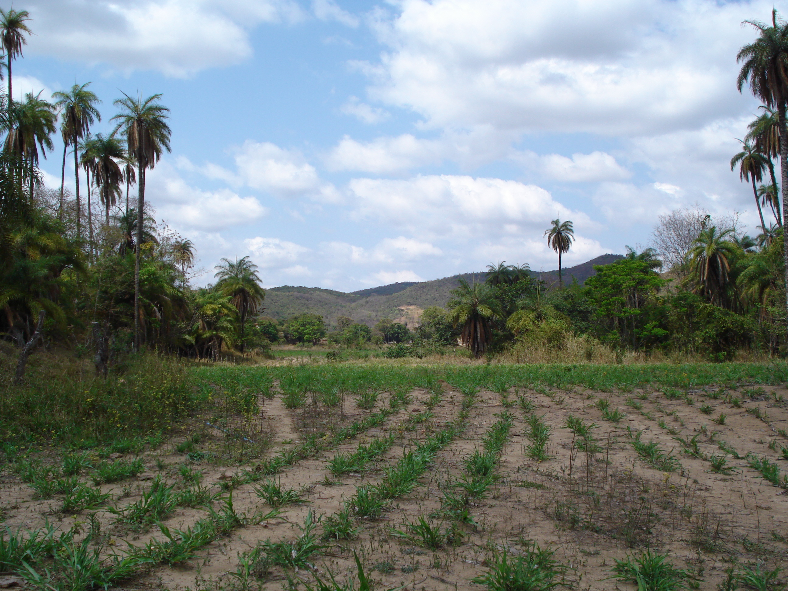 F – 54 FAZENDA 50HAC SETE LAGOAS – MG