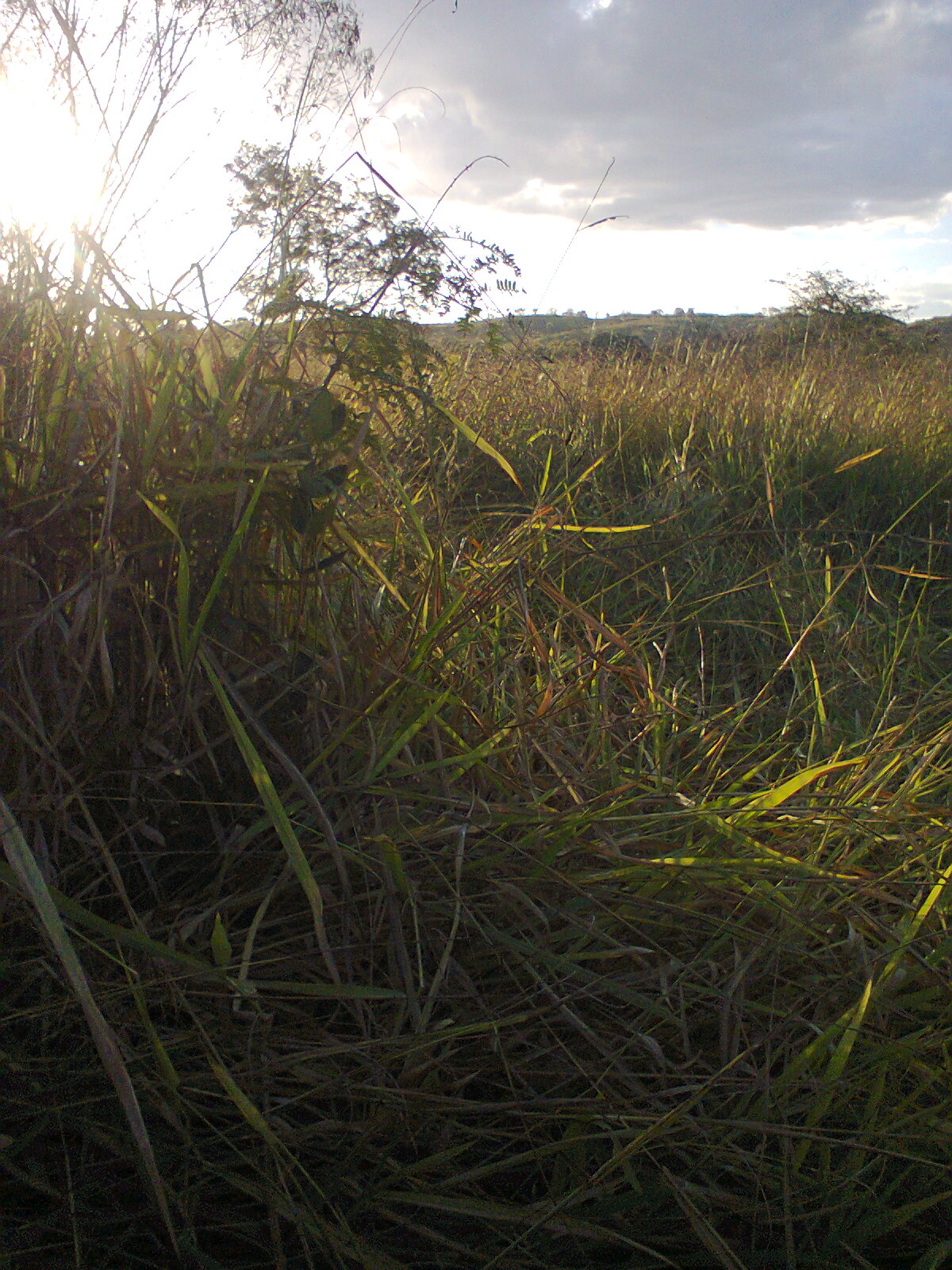 F-56 Fazenda 205hectares