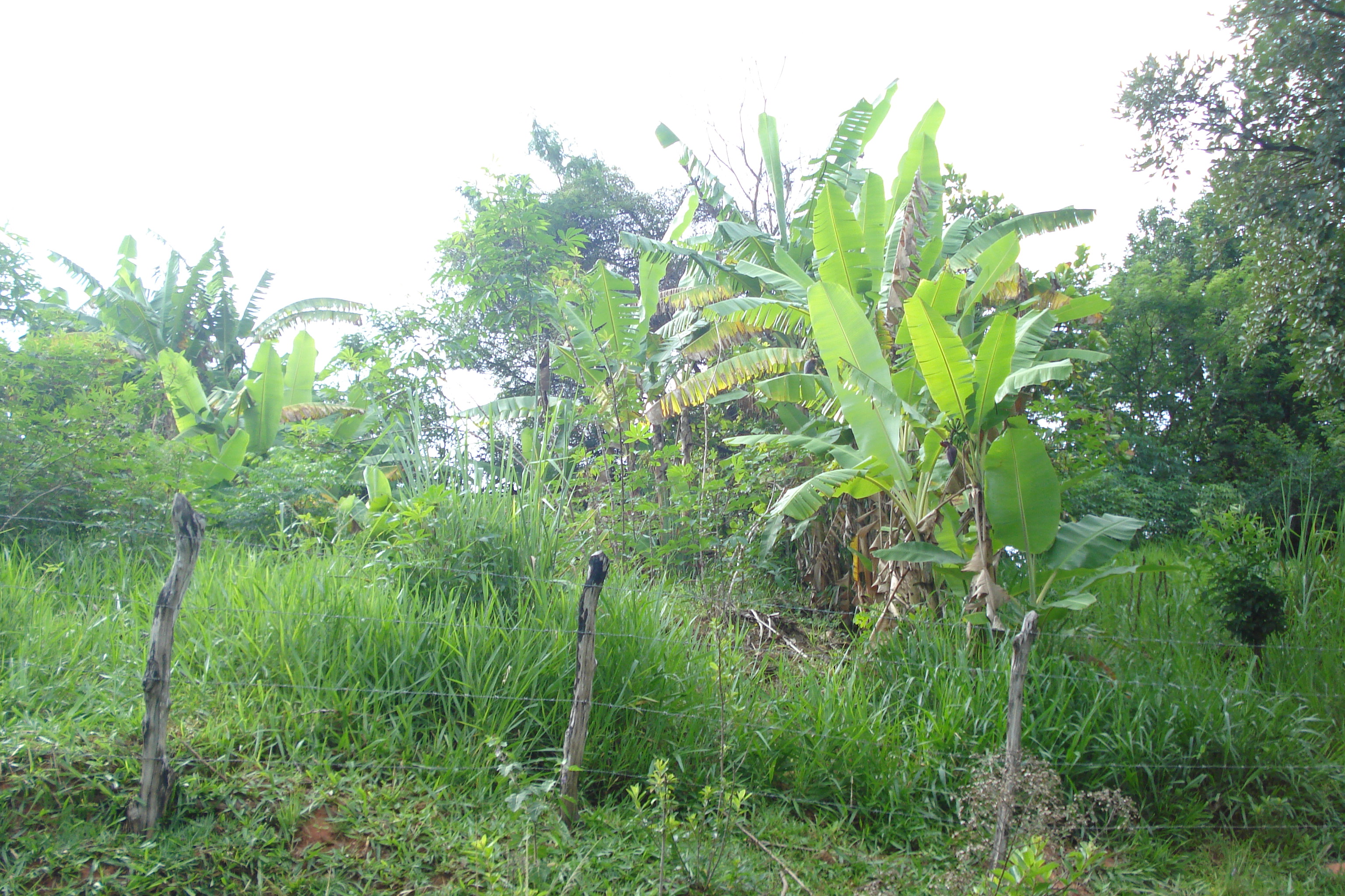 F-61 Fazenda 25 hectares Pedro Leopoldo MG