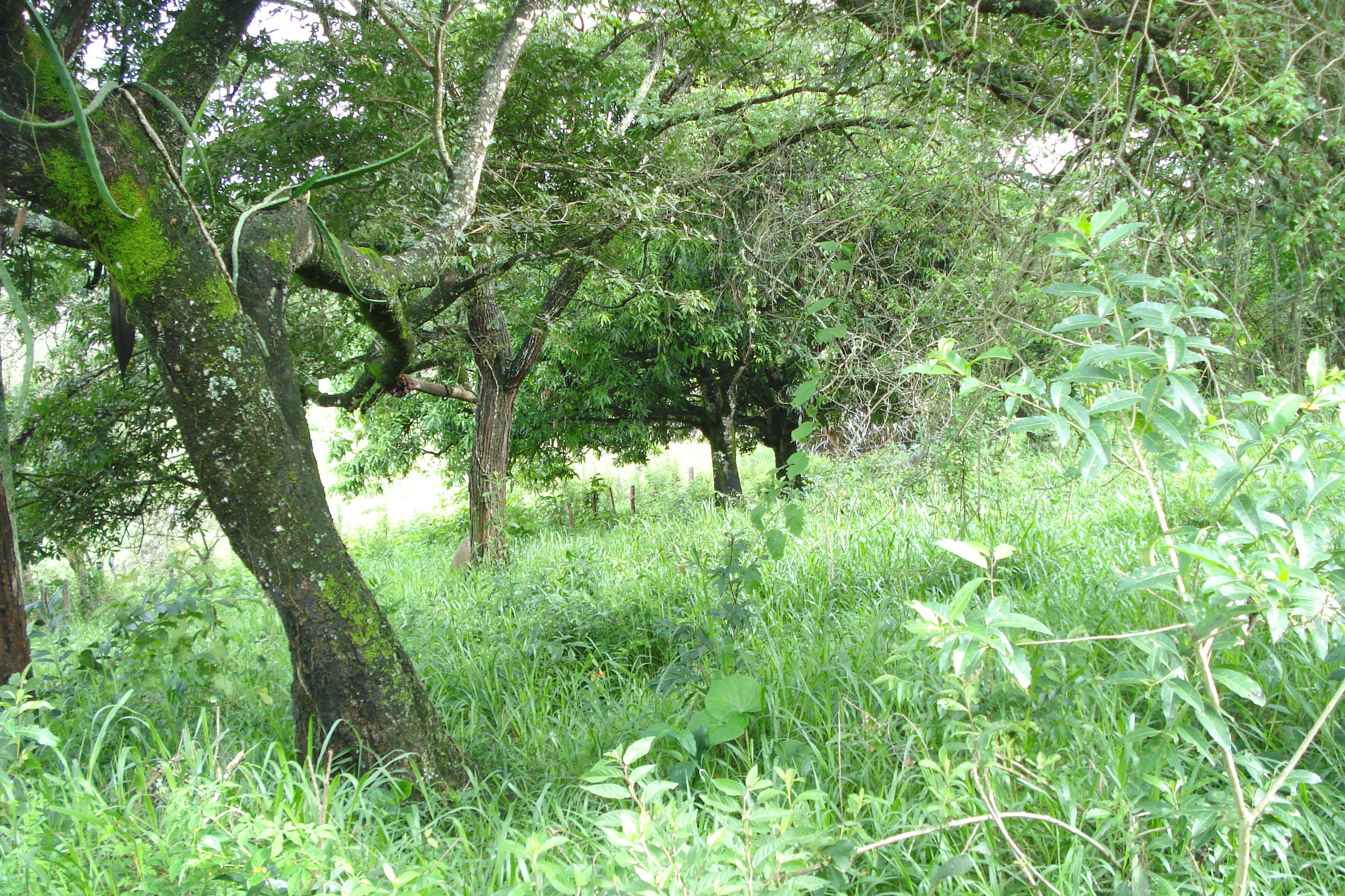 F-61 Fazenda 25 hectares Pedro Leopoldo MG