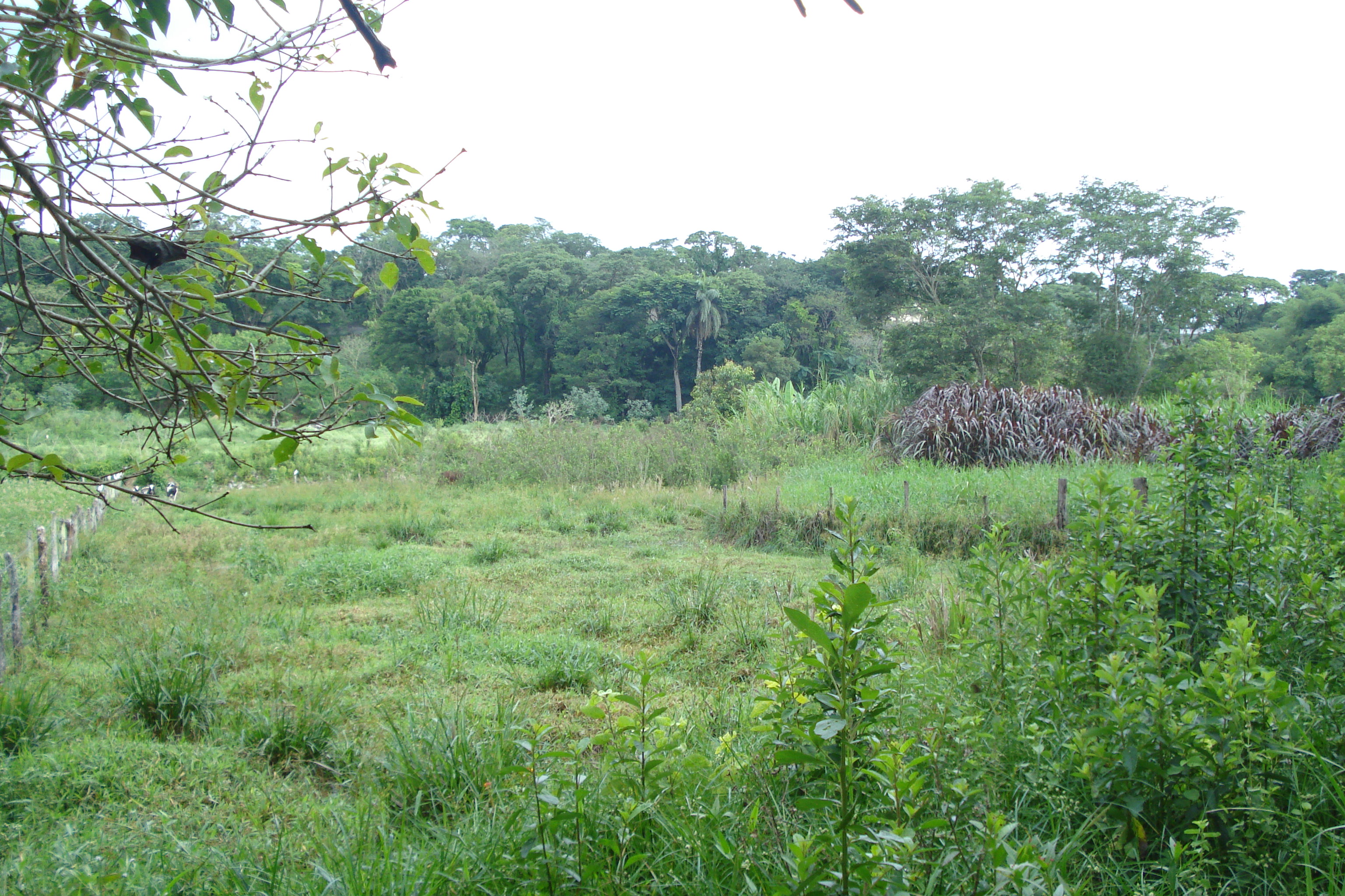 F-61 Fazenda 25 hectares Pedro Leopoldo MG