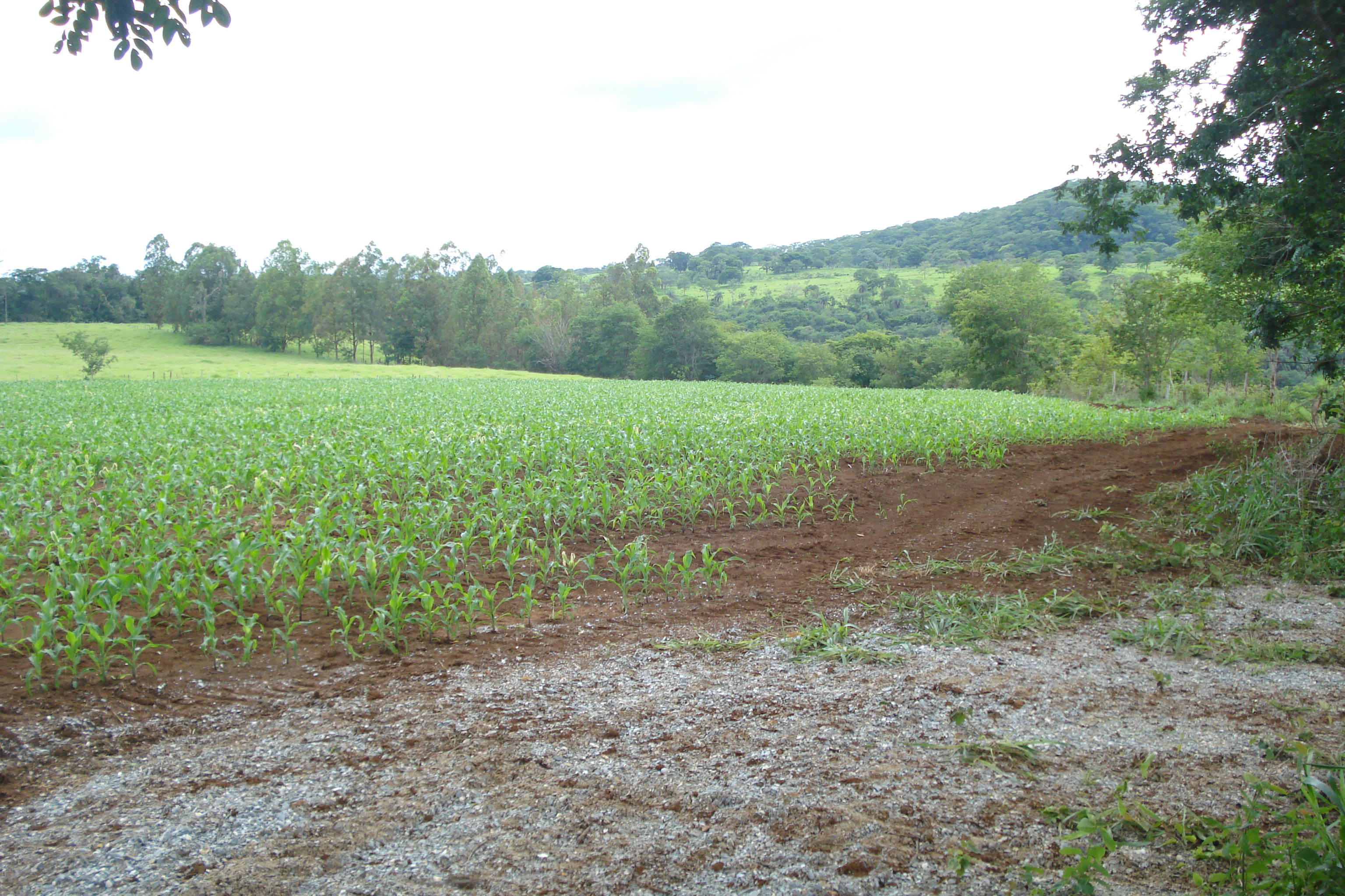 F-61 Fazenda 25 hectares Pedro Leopoldo MG