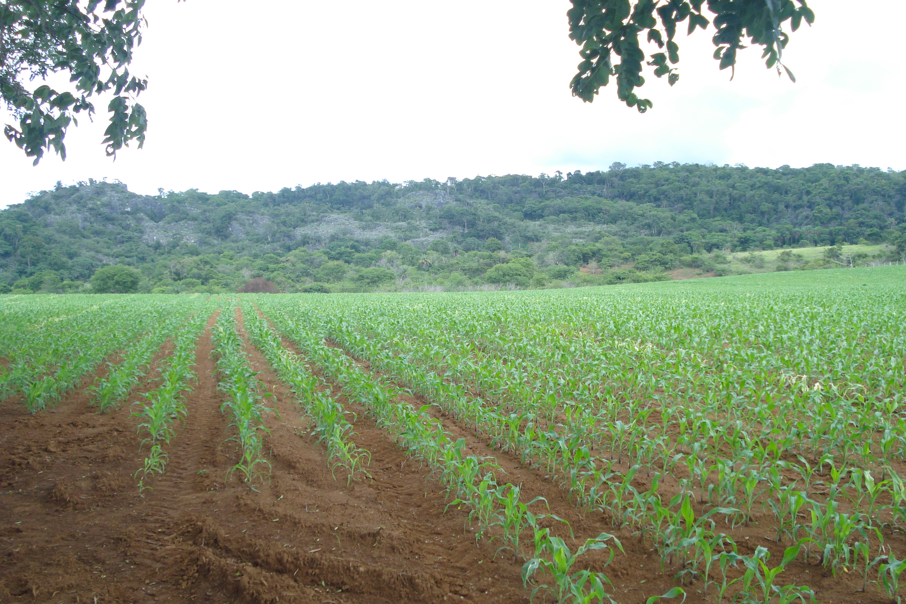 F-61 Fazenda 25 hectares Pedro Leopoldo MG