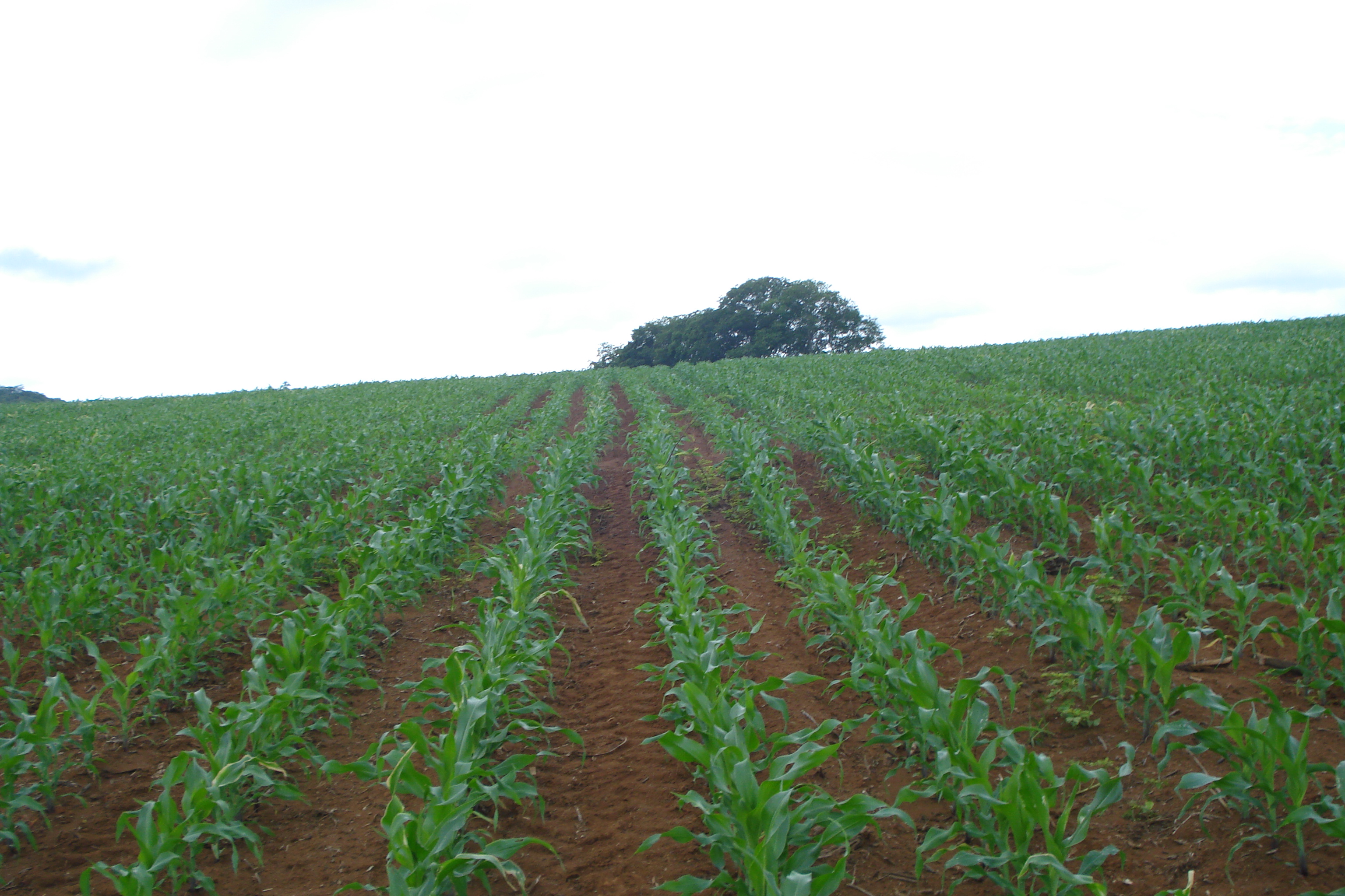 F-61 Fazenda 25 hectares Pedro Leopoldo MG