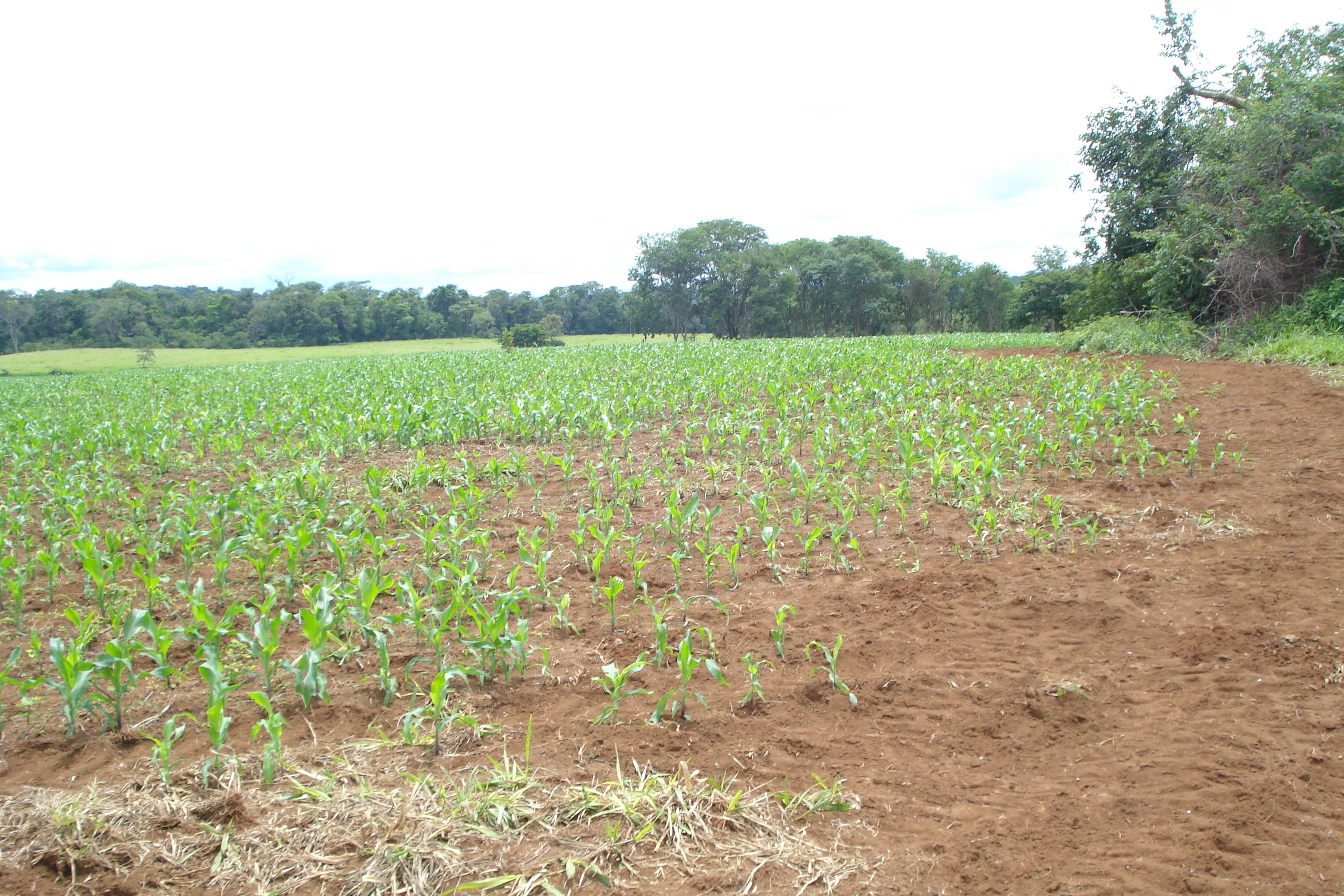 F-61 Fazenda 25 hectares Pedro Leopoldo MG