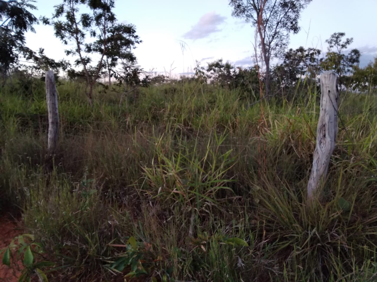 F-65 Fazenda Curvelo 830 HA