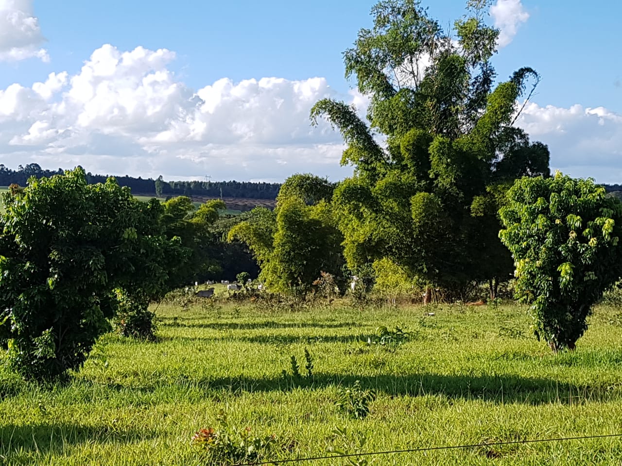 F-63 FAZENDA PARAOPEBA 238 HA