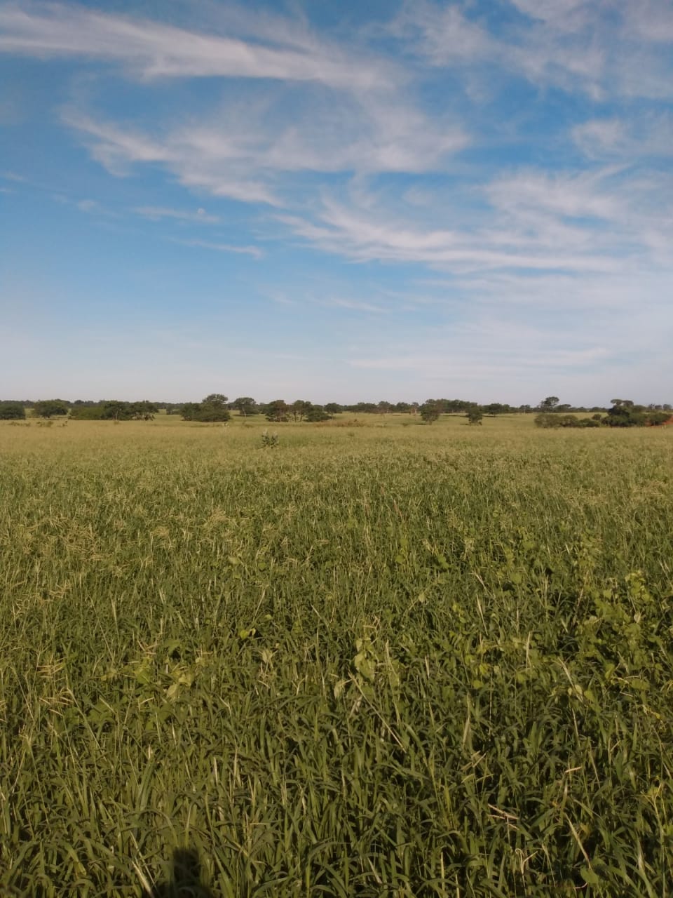 F-64 FAZENDA MONTES CLAROS 1620 HA