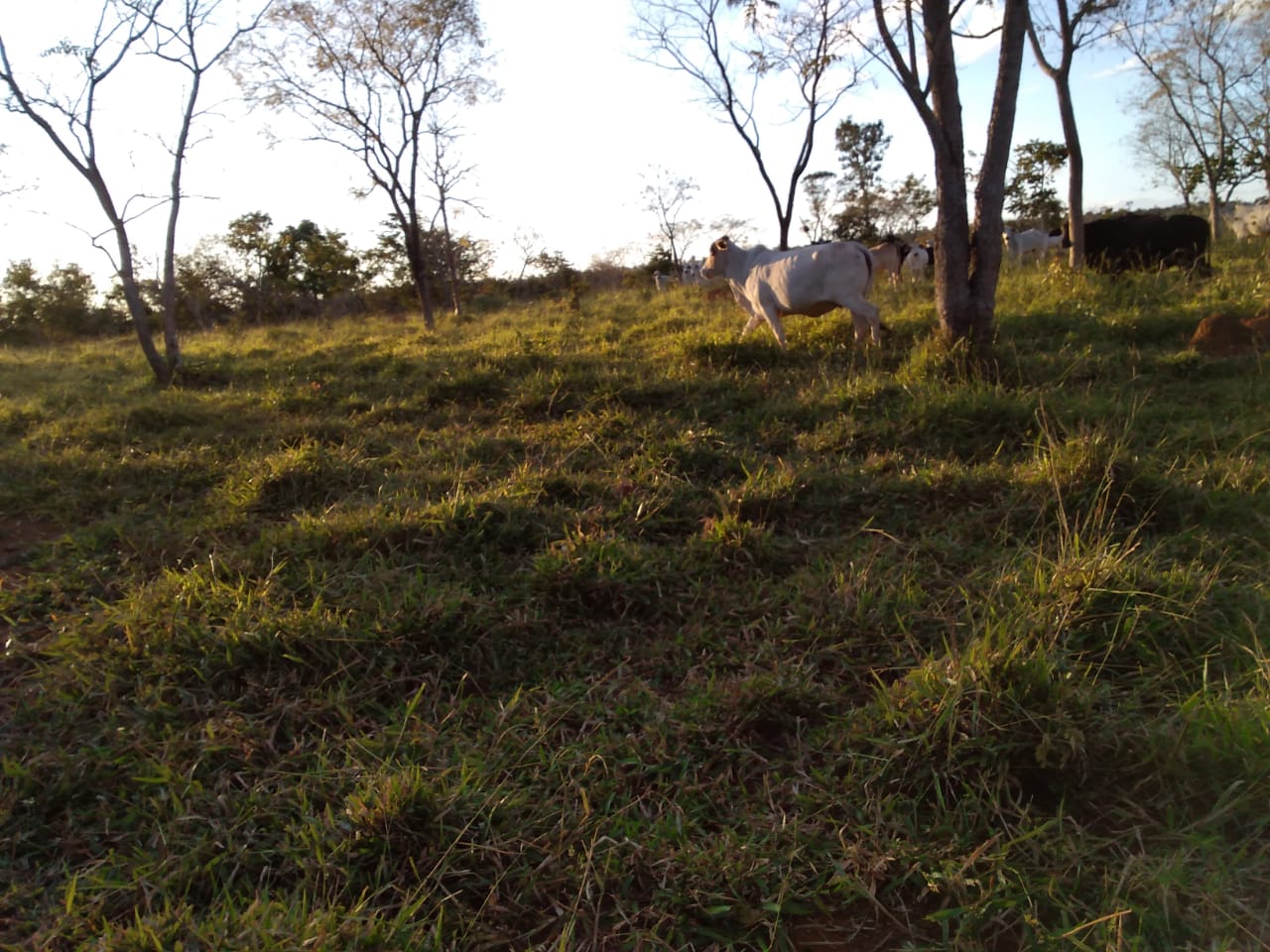 F-65 Fazenda Curvelo 830 HA