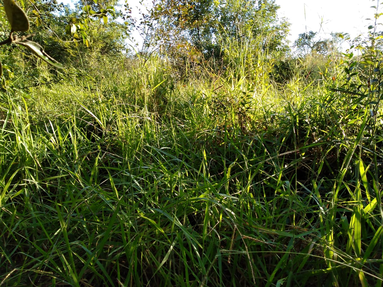 F-65 Fazenda Curvelo 830 HA