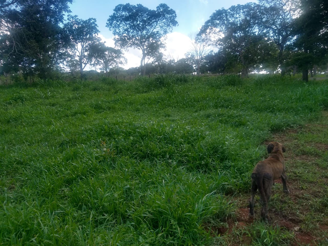 F-69 Fazenda 97ha Curvelo