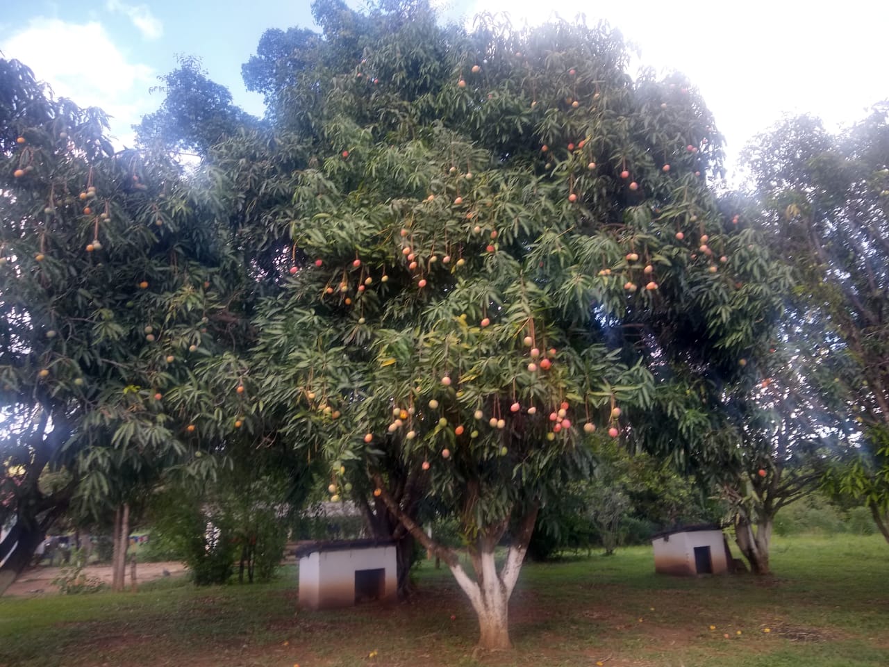 F-69 Fazenda 97ha Curvelo