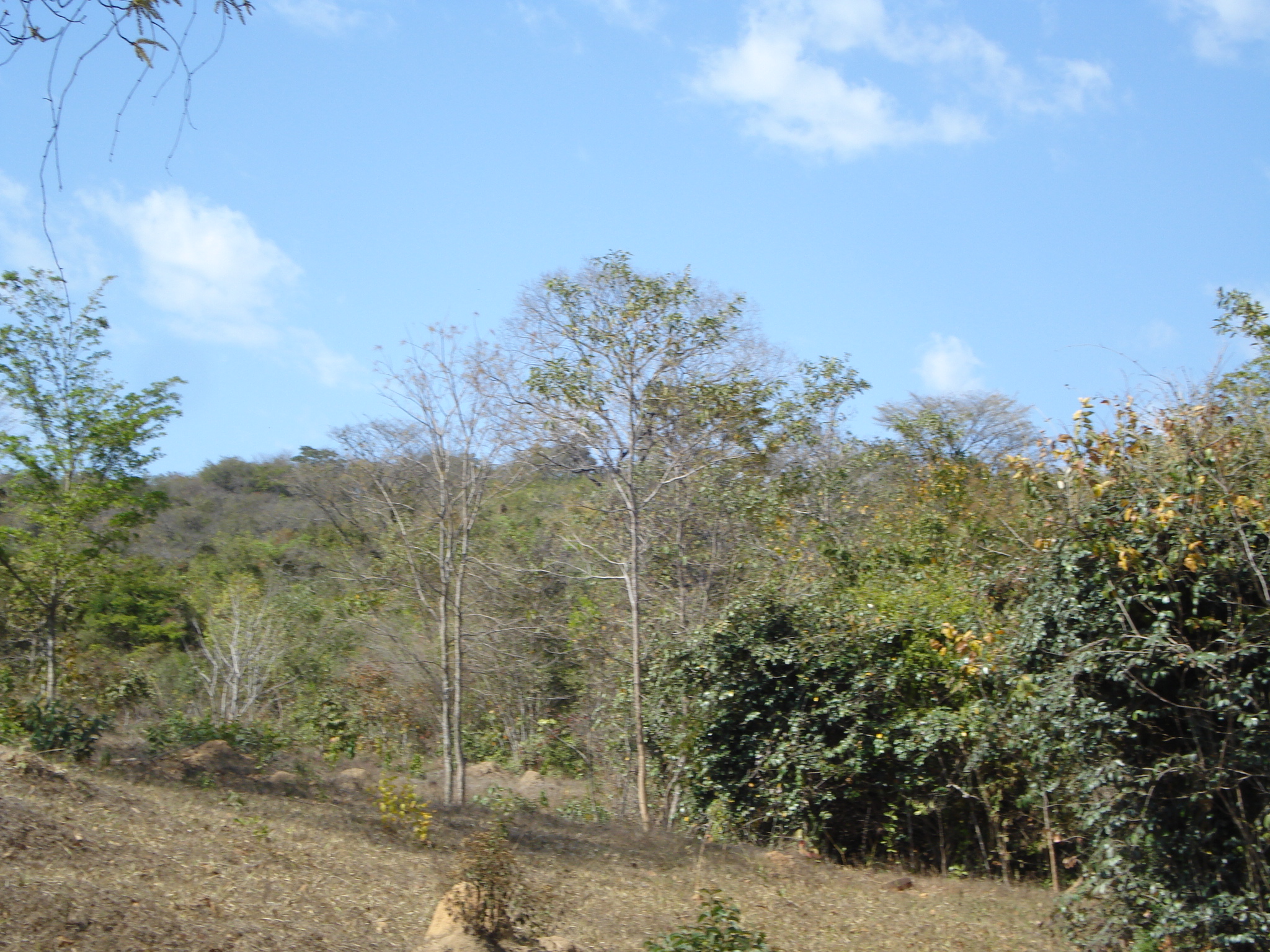 F-71 Fazenda 110ha Matozinhos MG