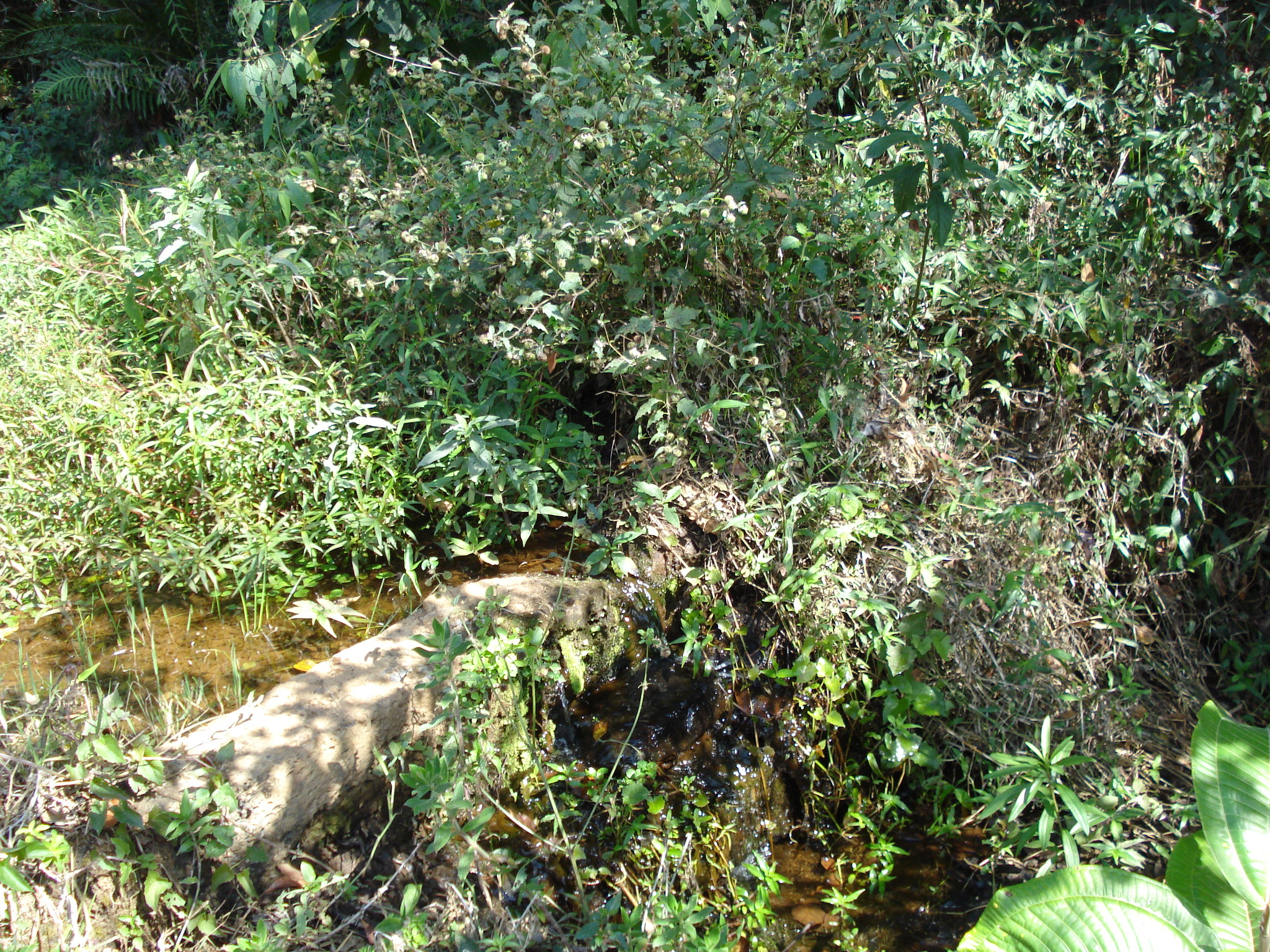 F-71 Fazenda 110ha Matozinhos MG