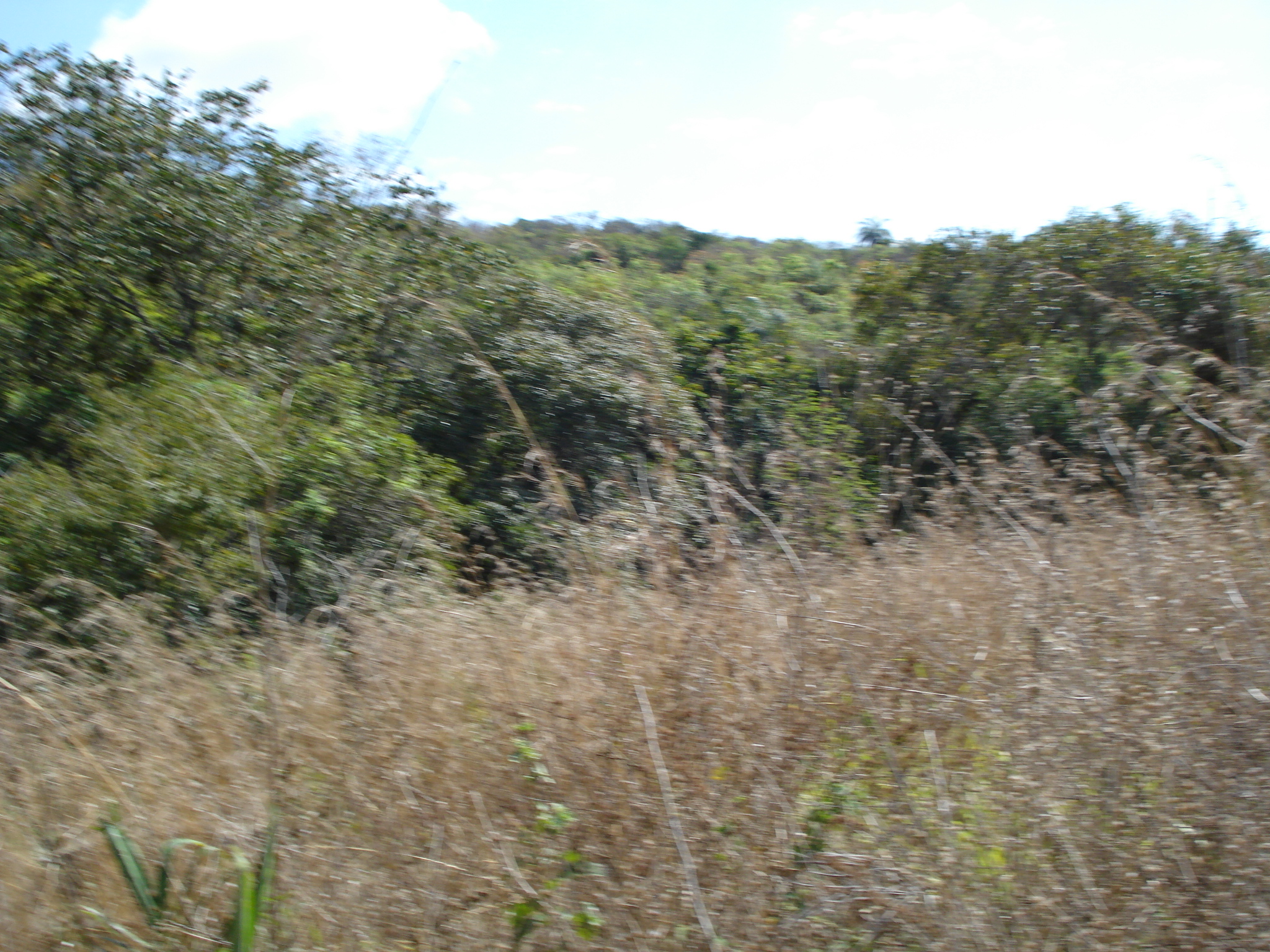 F-71 Fazenda 110ha Matozinhos MG