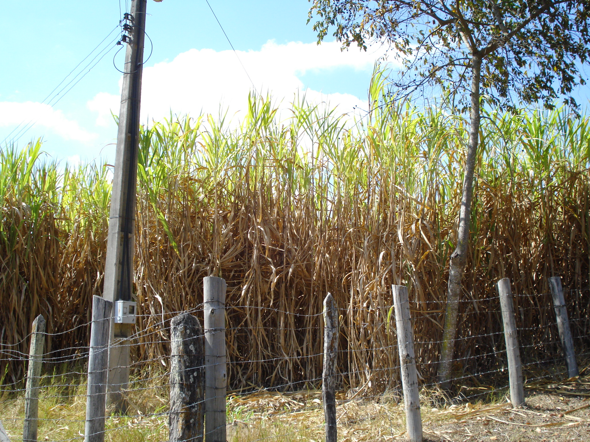 F-71 Fazenda 110ha Matozinhos MG