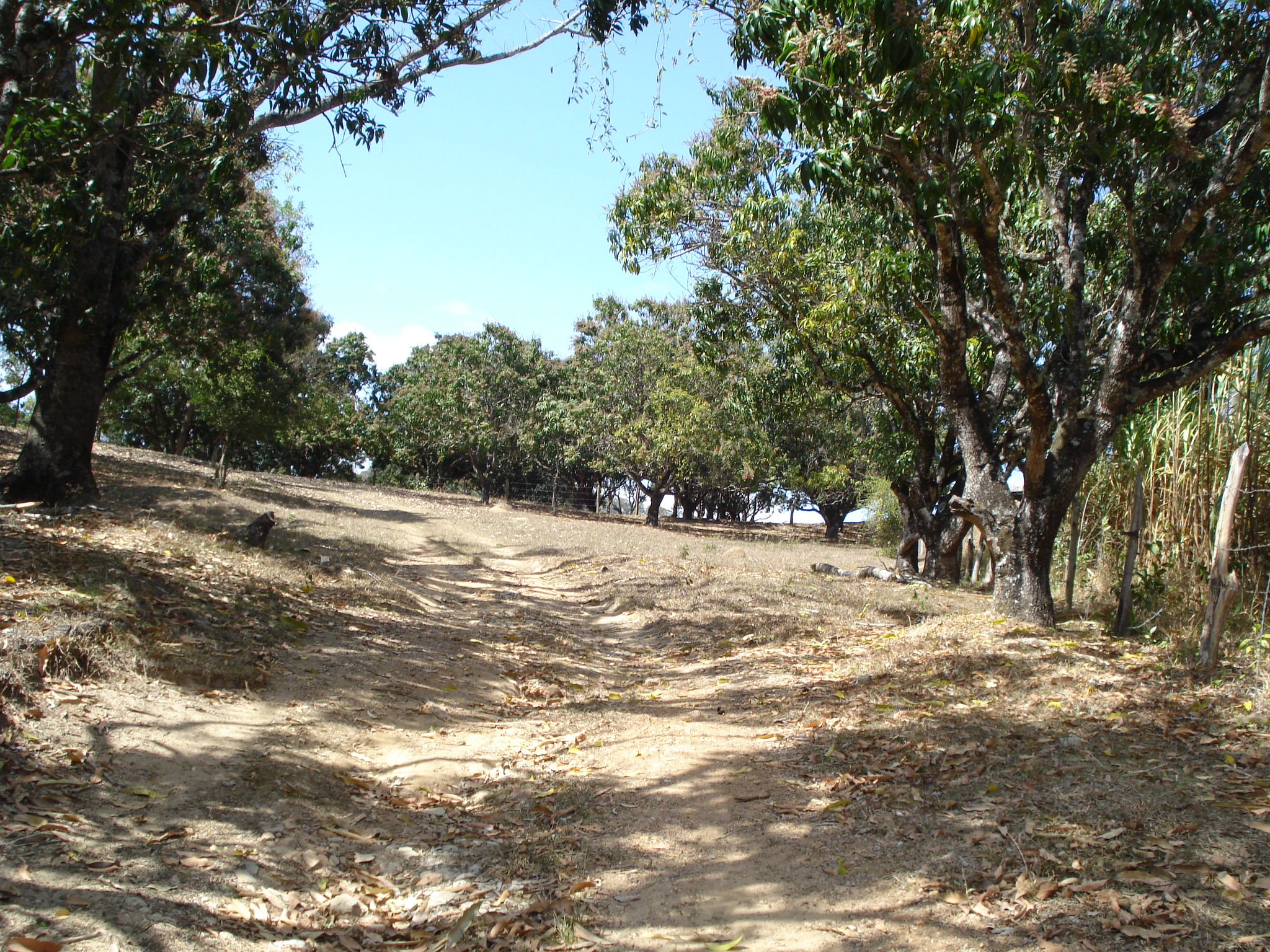 F-71 Fazenda 110ha Matozinhos MG