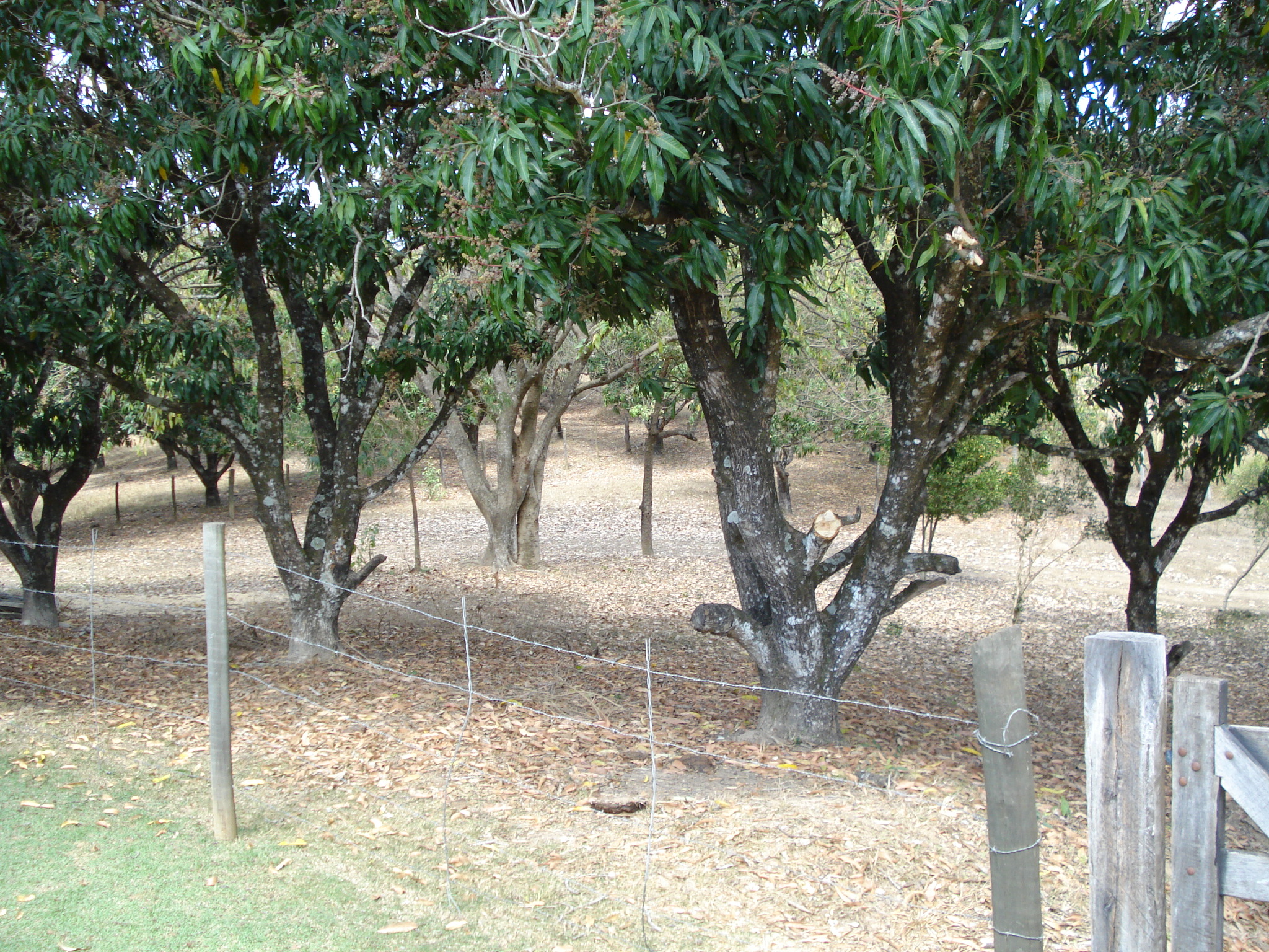 F-71 Fazenda 110ha Matozinhos MG