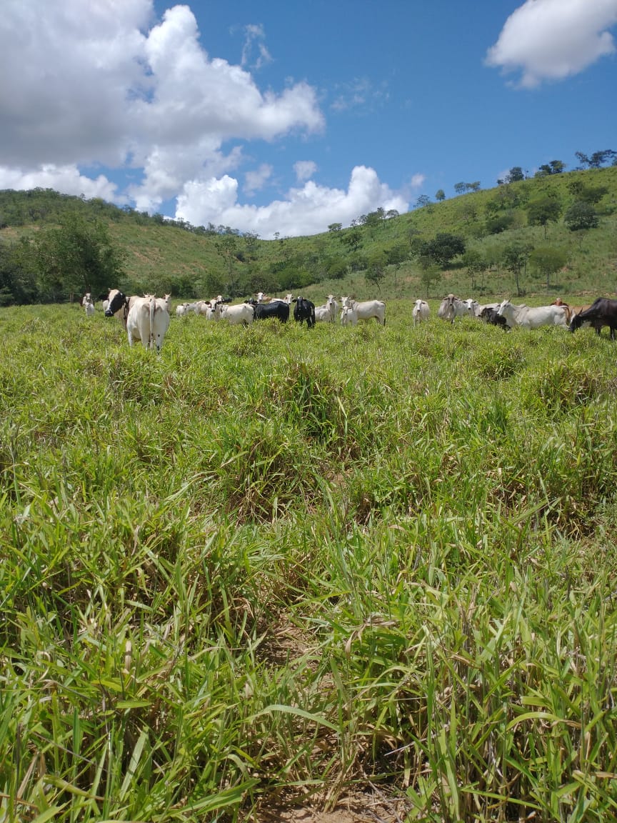 F-77 FAZENDA  66 HA CORDISBURGO