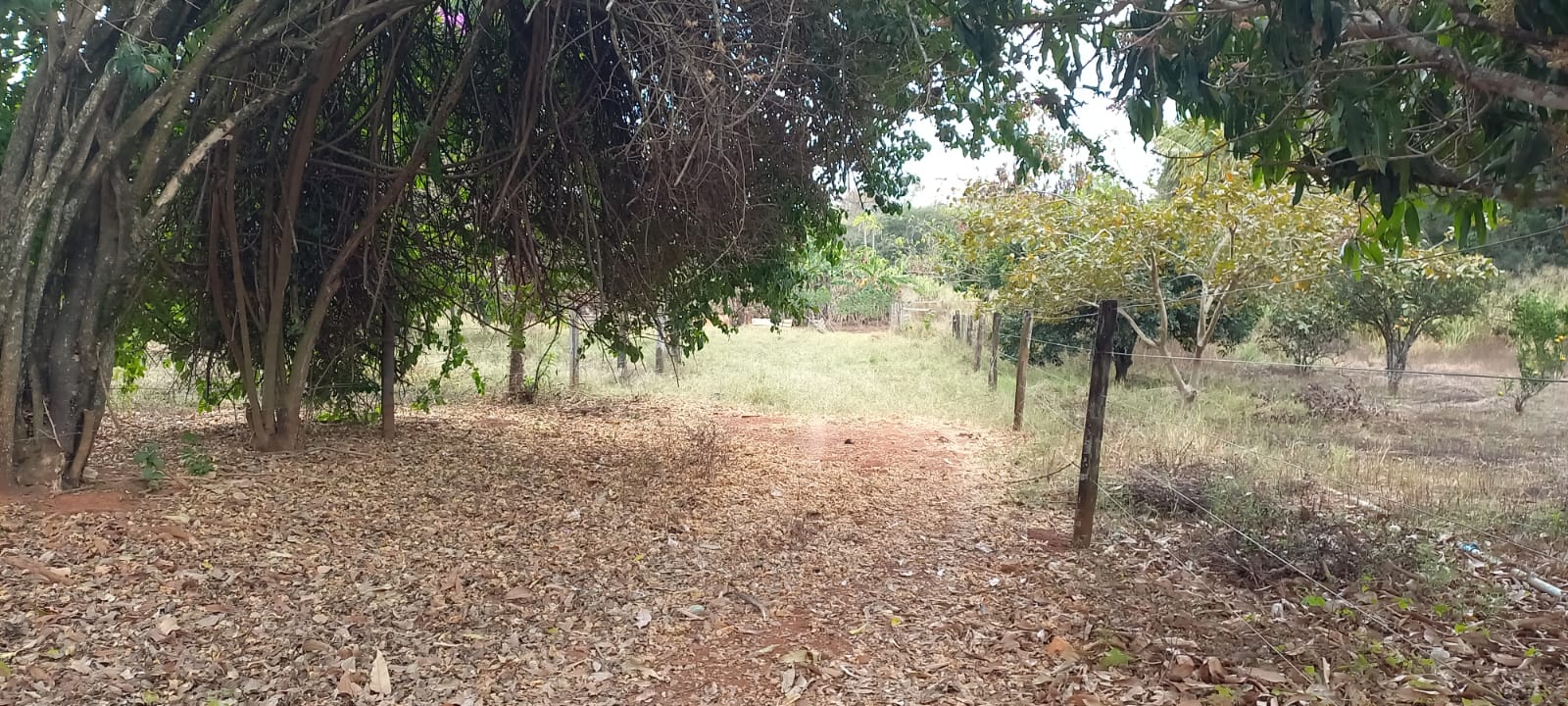 F-88 FAZENDA 75 HA FELIXLÂNDIA