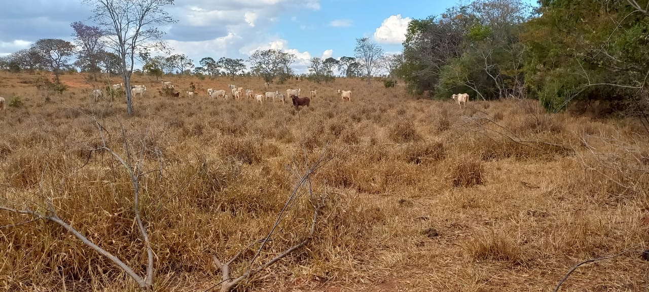 F-88 FAZENDA 75 HA FELIXLÂNDIA