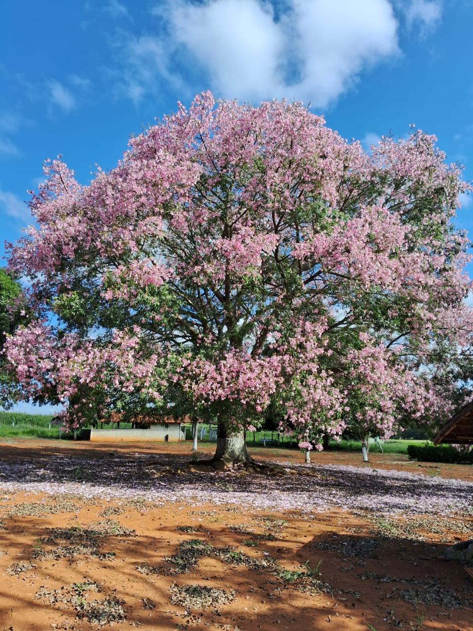 S-27 SITIO 5,9 HA PARAOPEBA