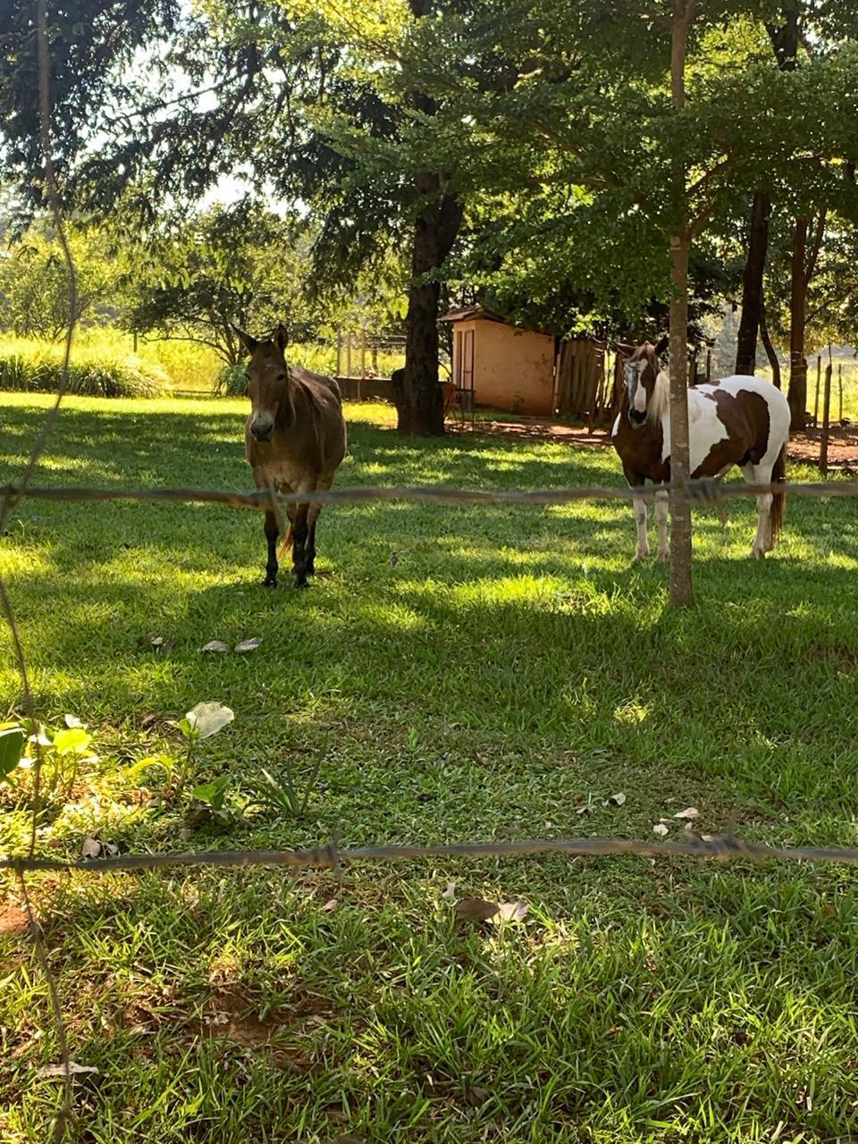 F-100 FAZENDA 65HA CURVELO MG
