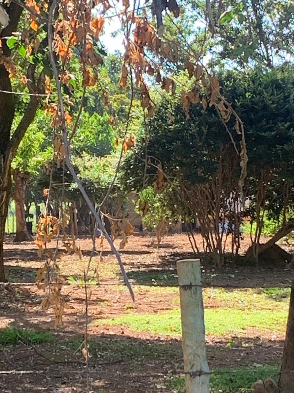 F-100 FAZENDA 65HA CURVELO MG