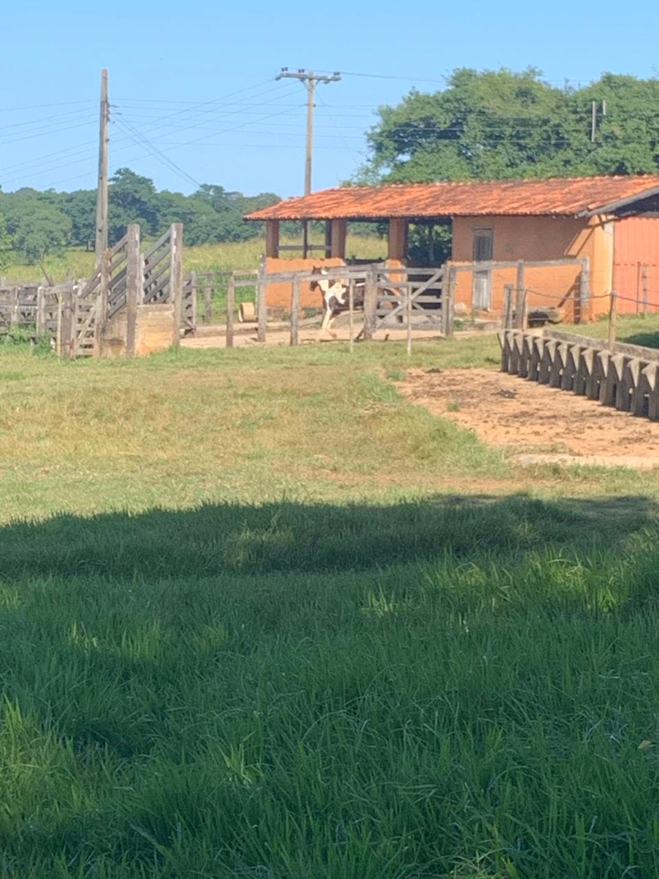 F-100 FAZENDA 65HA CURVELO MG