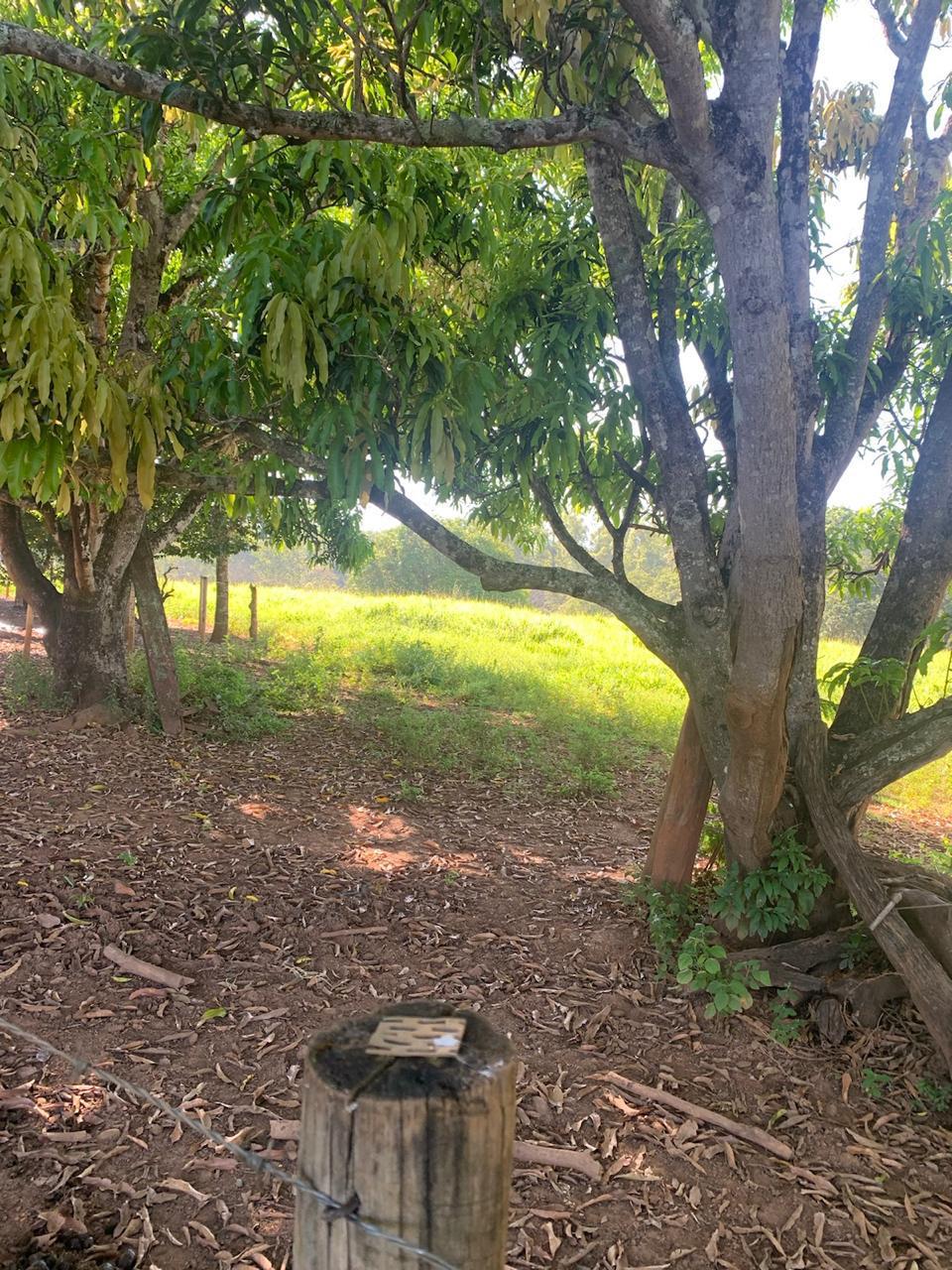 F-100 FAZENDA 65HA CURVELO MG