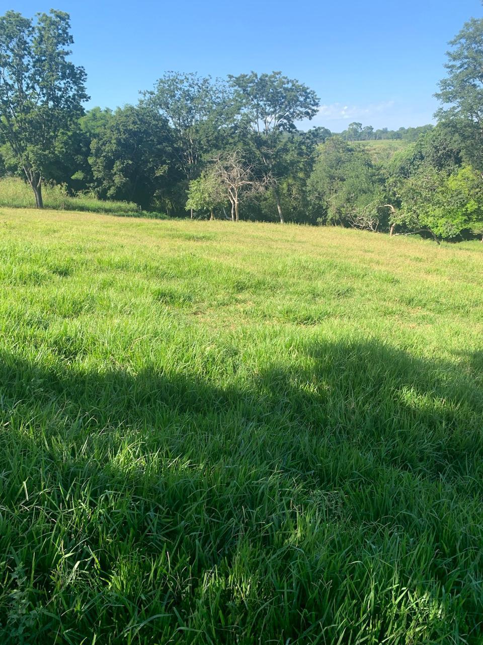 F-100 FAZENDA 65HA CURVELO MG