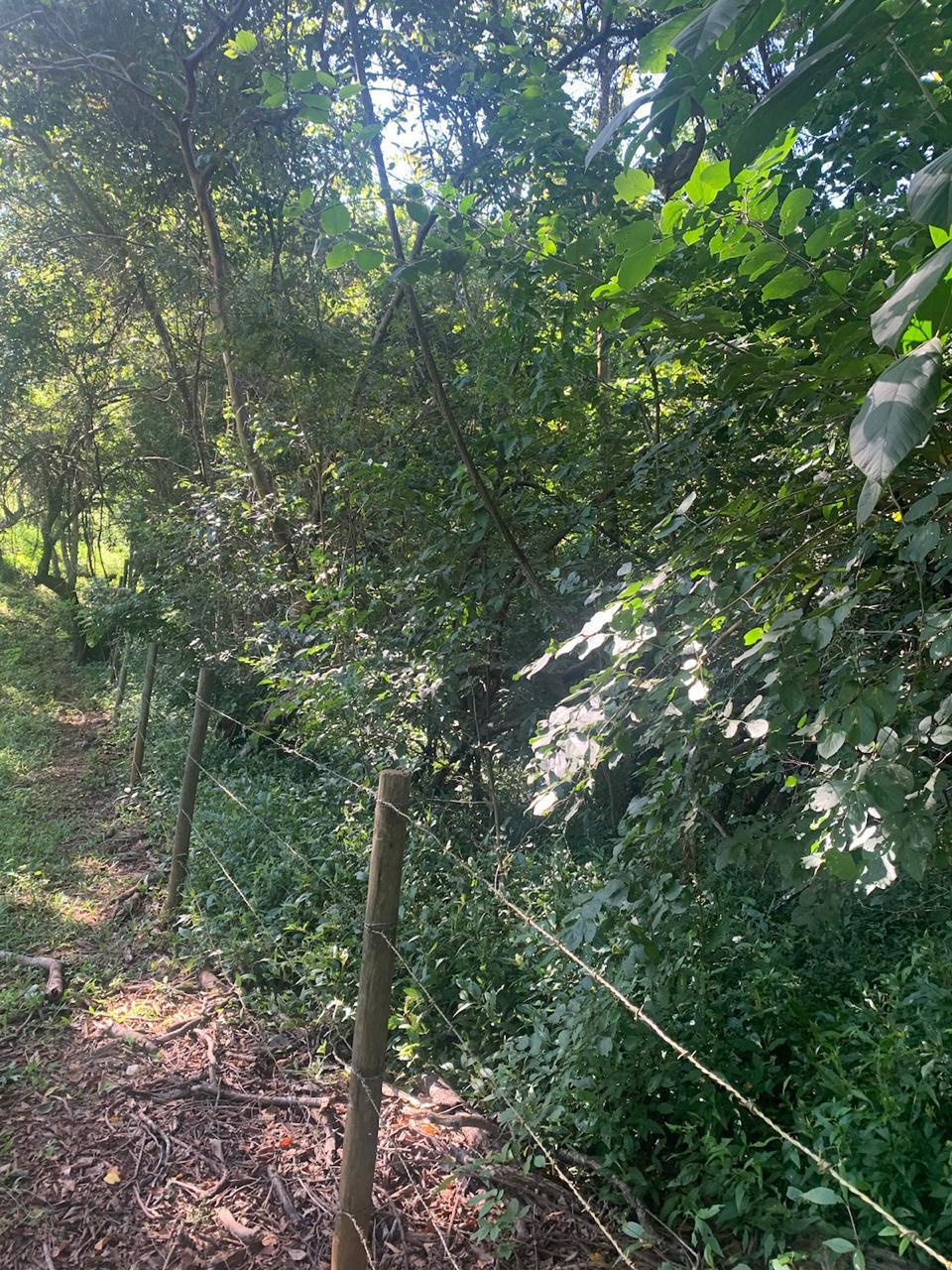 F-100 FAZENDA 65HA CURVELO MG