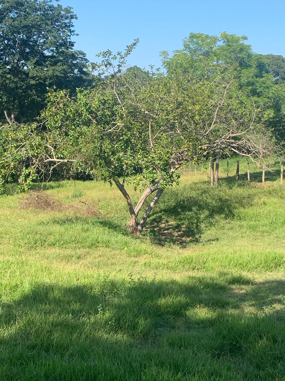 F-100 FAZENDA 65HA CURVELO MG