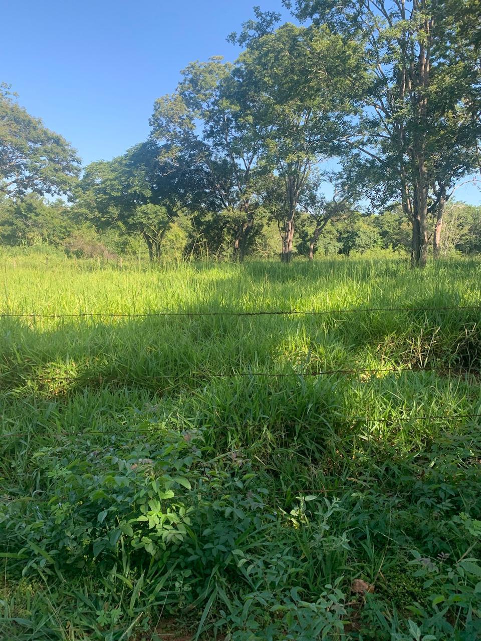 F-100 FAZENDA 65HA CURVELO MG