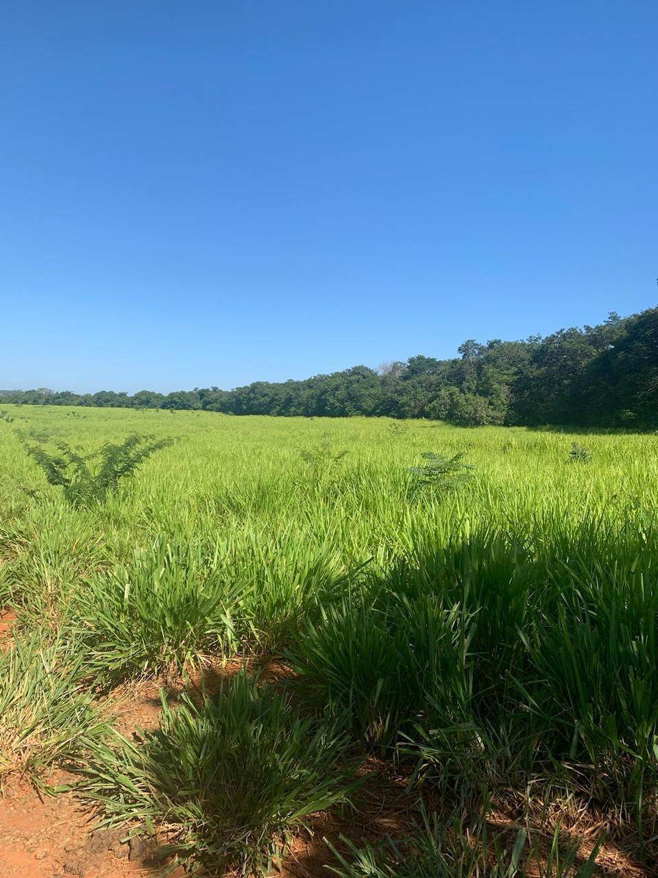 F-100 FAZENDA 65HA CURVELO MG