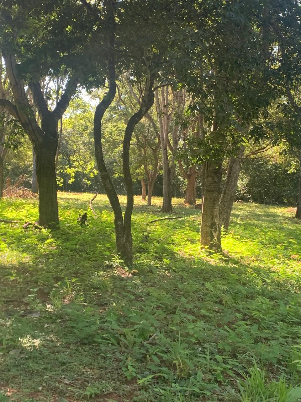 F-100 FAZENDA 65HA CURVELO MG